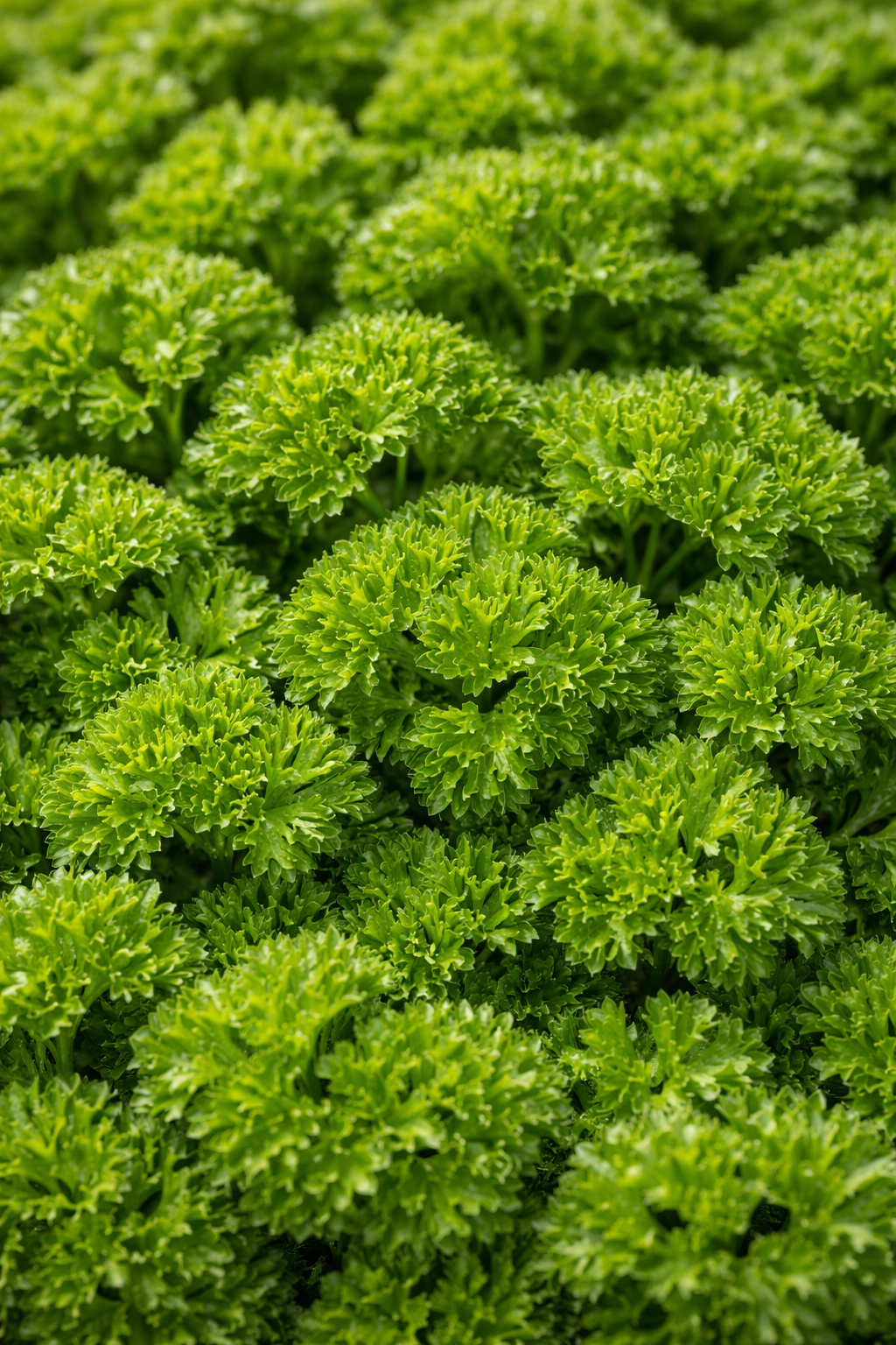 Mini folhas de Riccio Doppio