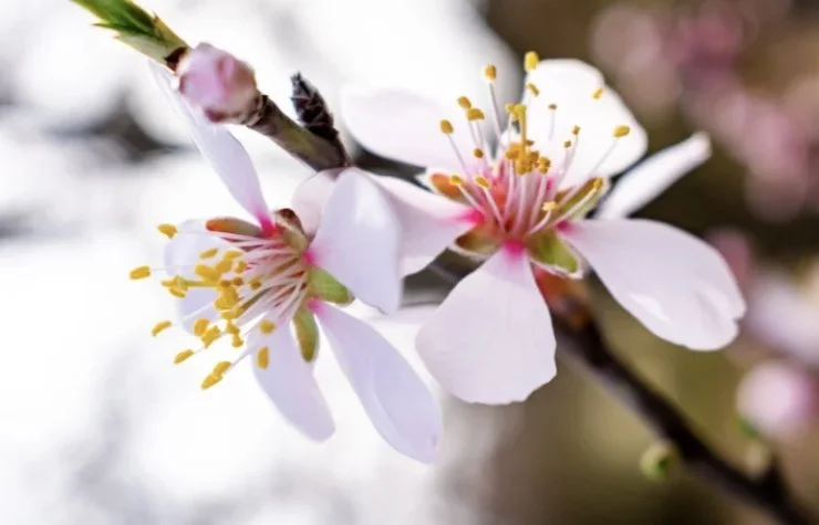 Flores de Amendoeira