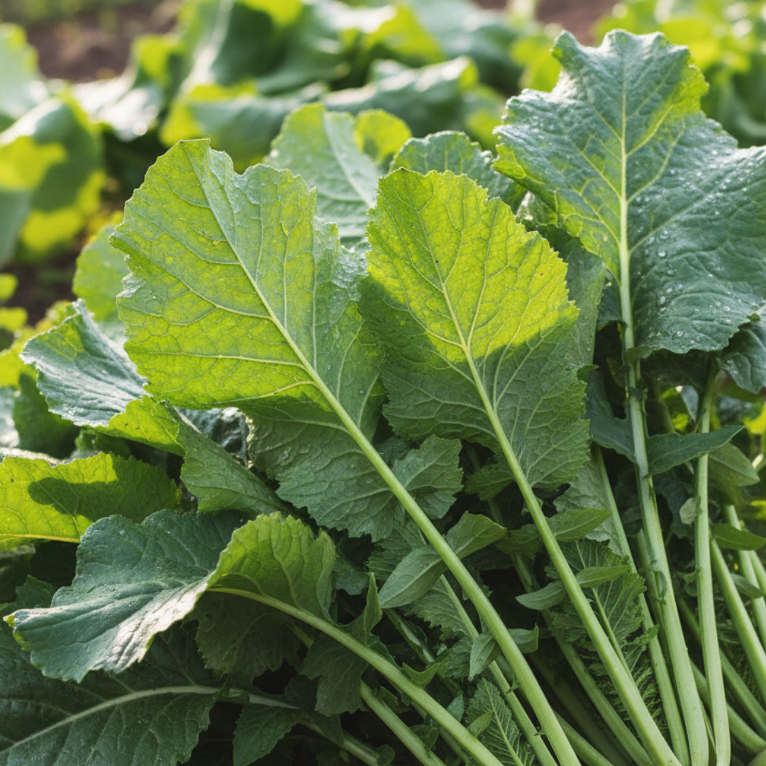 Folhas Grelos de Nabos