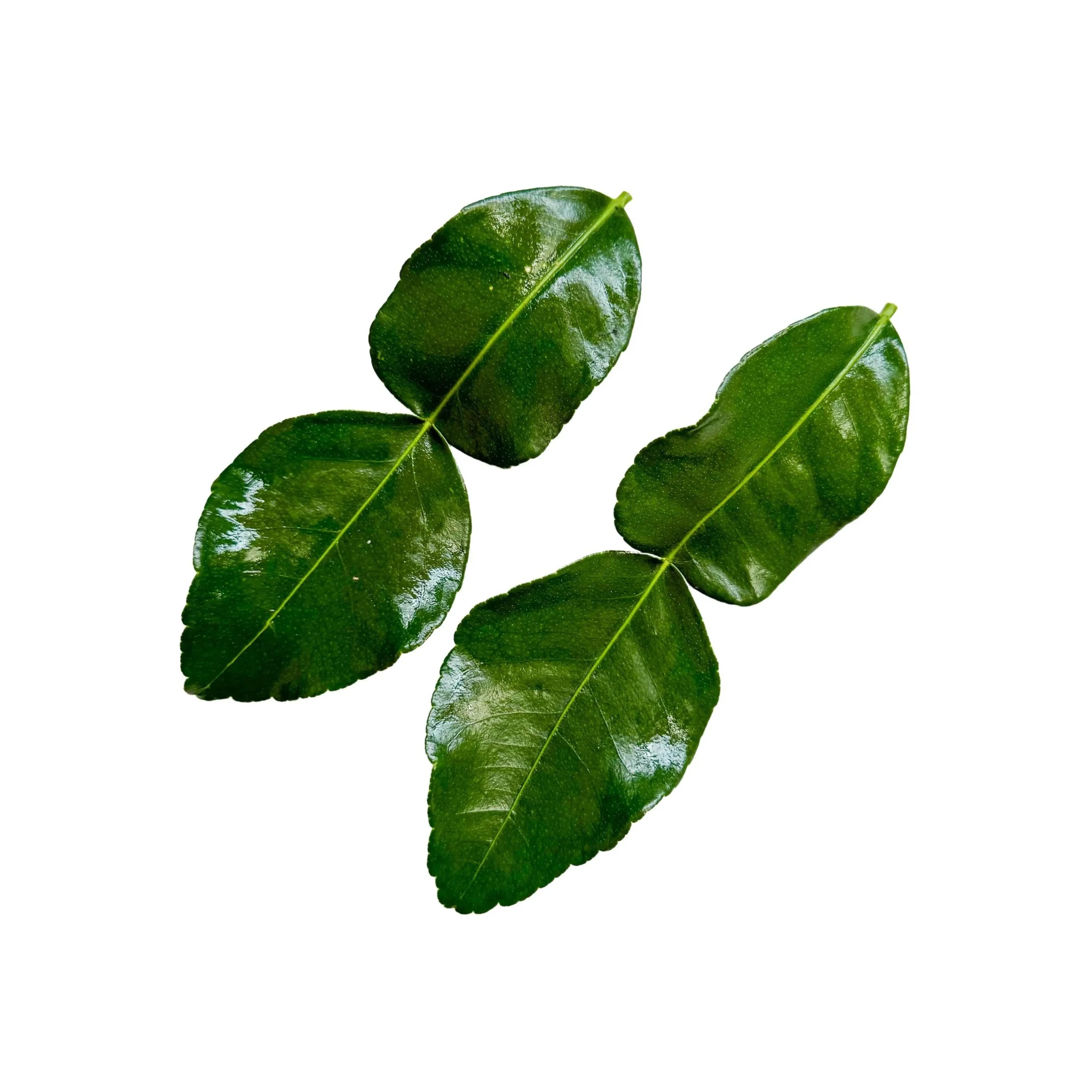 Folhas de Lima