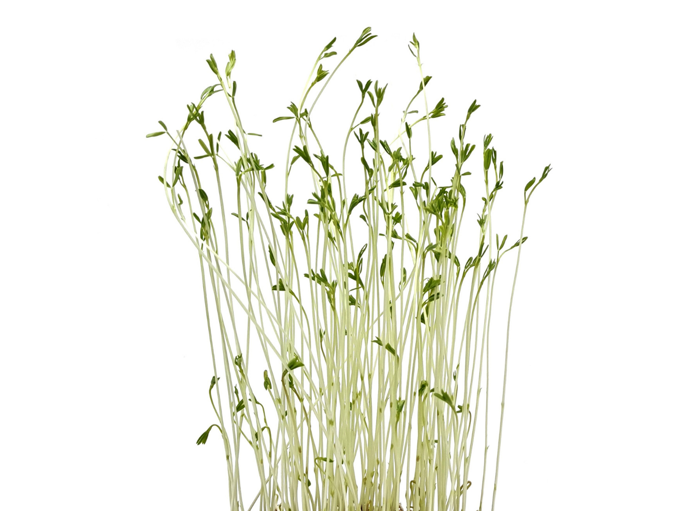 Mirogreens de Lentilhas