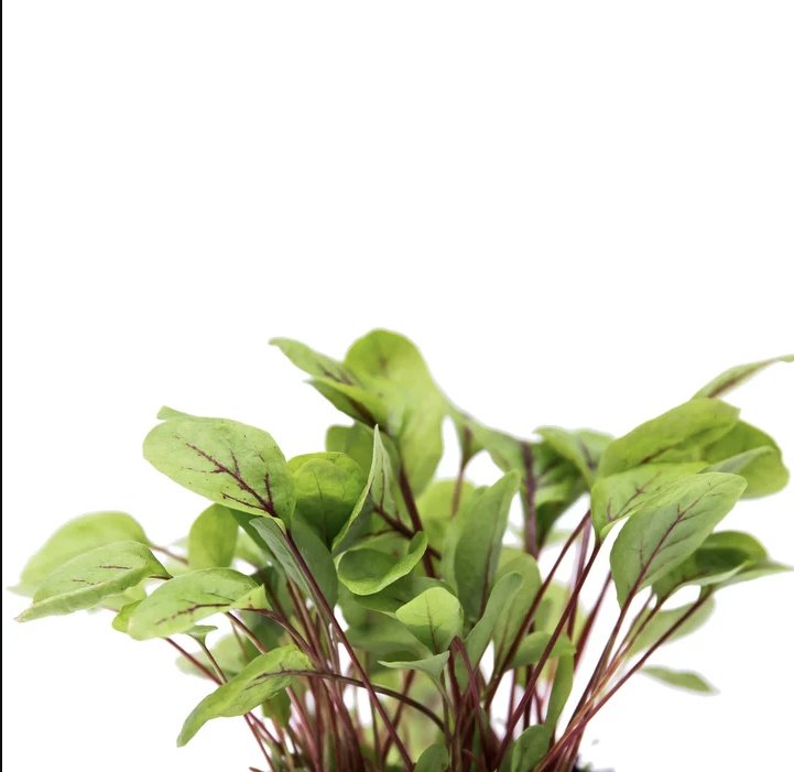 Microgreens Sorrel