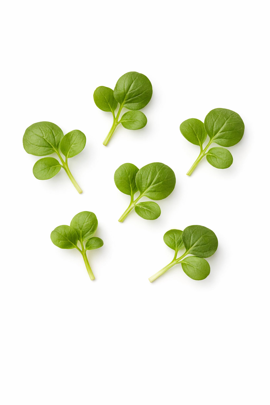 Mini folhas de  Grelos Santiago