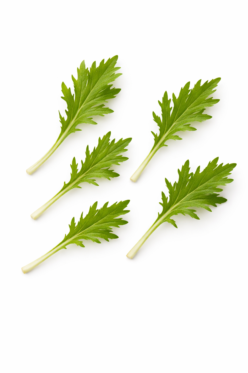 Mini folhas de Mizuna