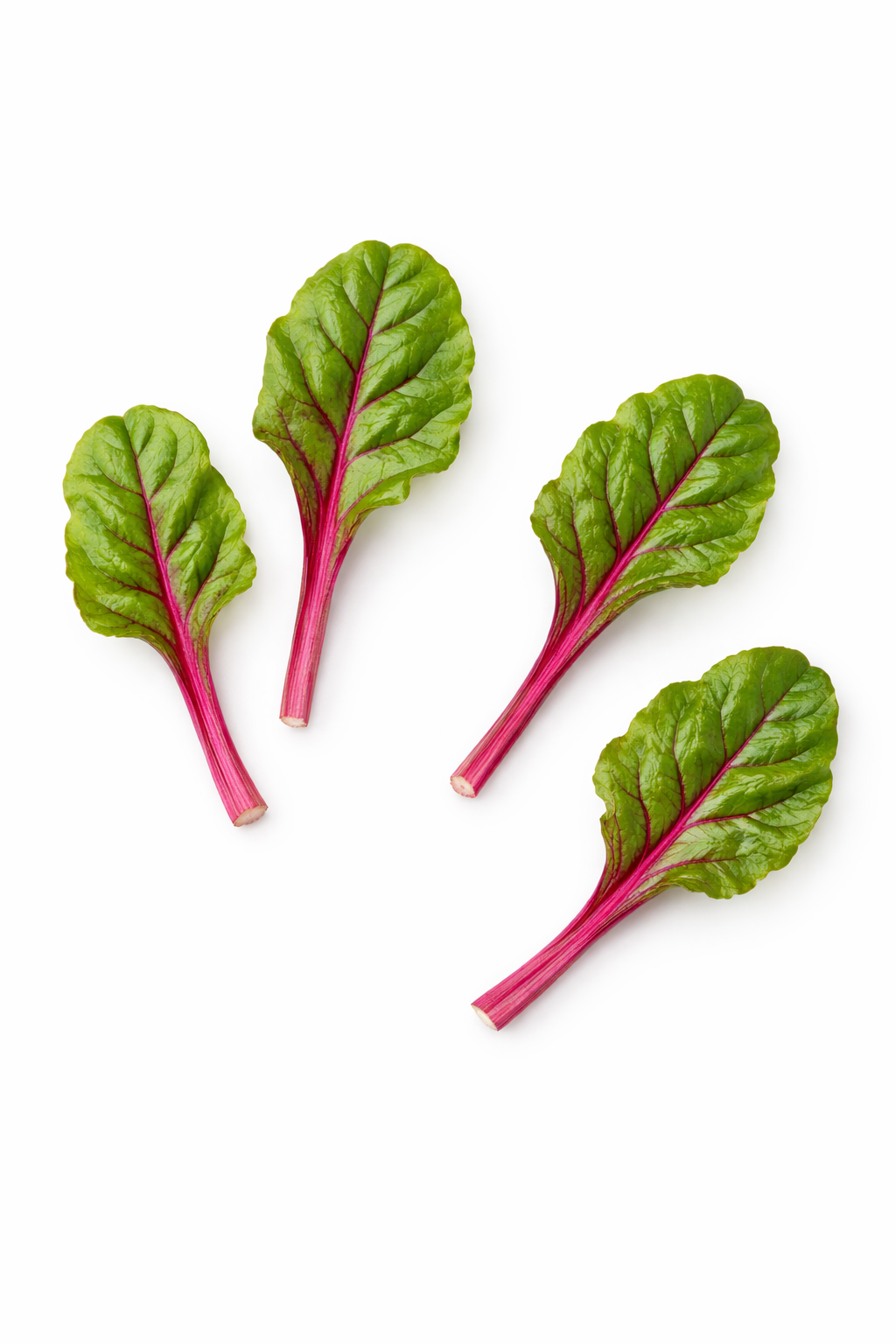 Mini Folhas de Acelga Vermelho