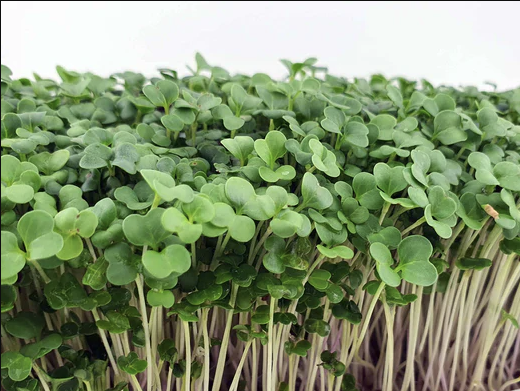 Mirogreens de Brócolos