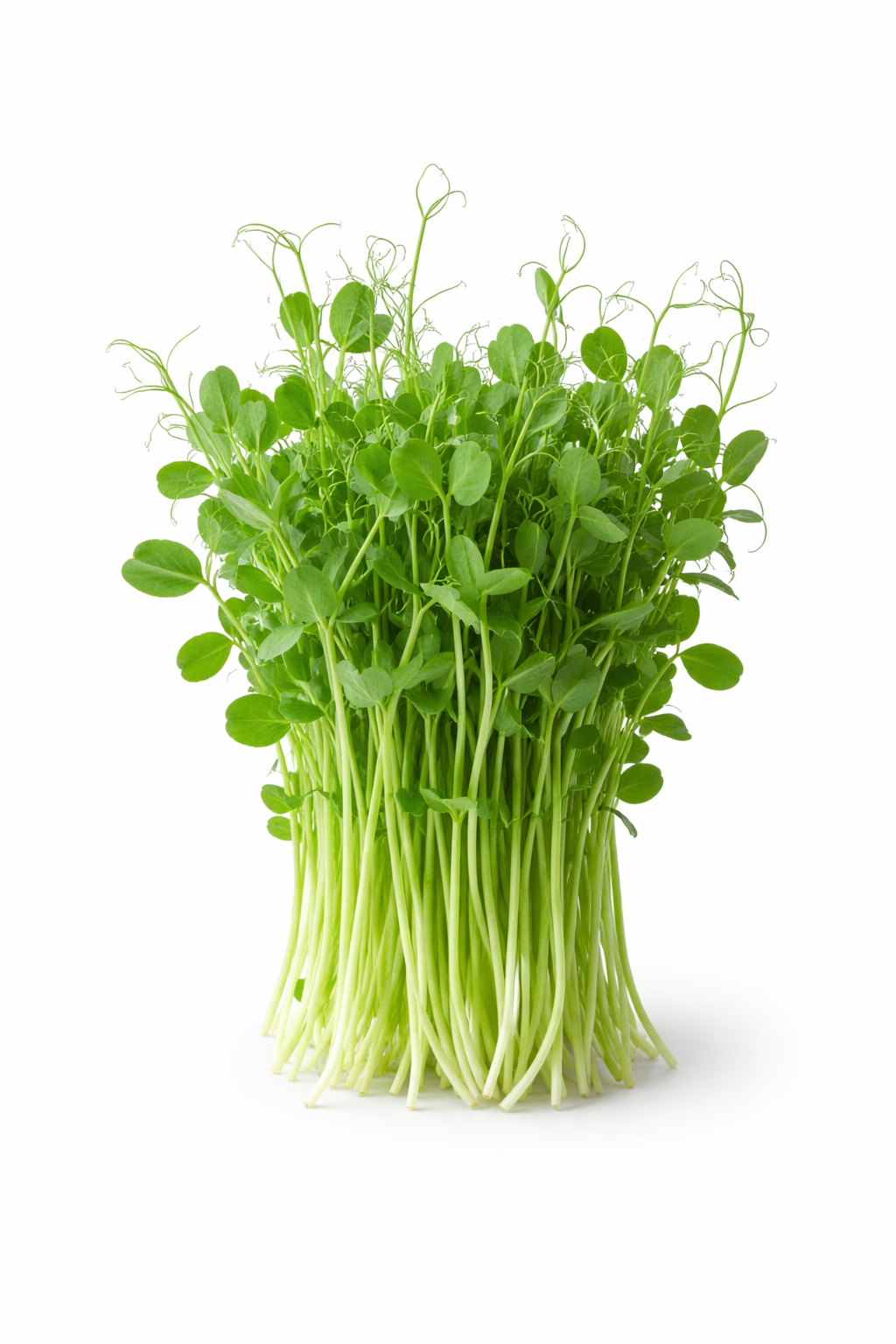 Microgreens Ervilhas