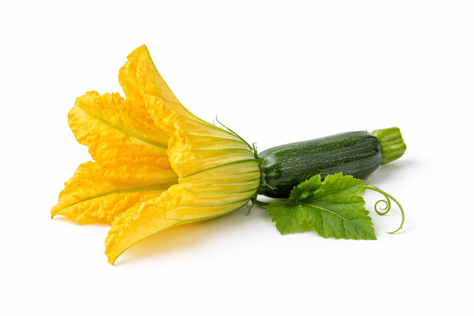 Mini Courgette Black Beauty