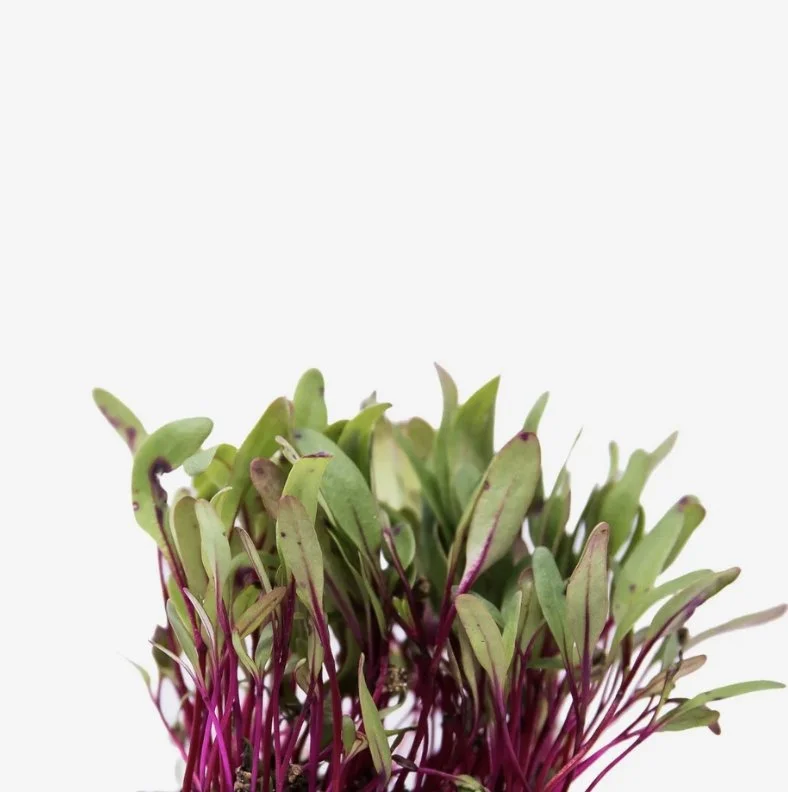 Microgreens Beterraba