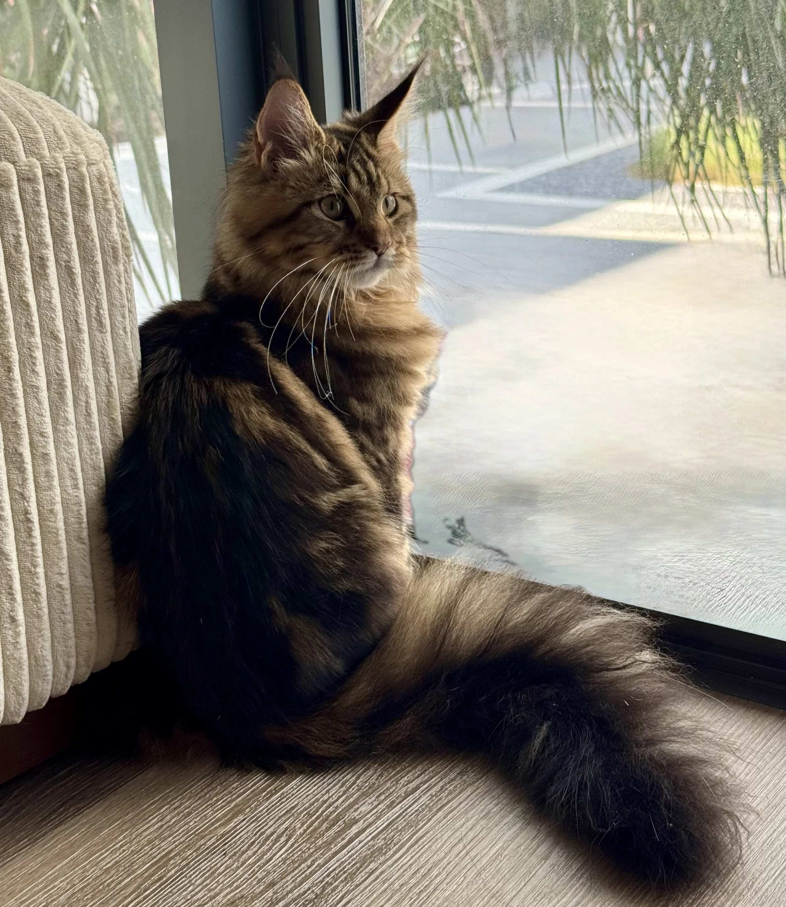 A fluffy tabby cat with striking markings relaxing indoors near a window, looking thoughtfully outside at a sunny scene with trees.