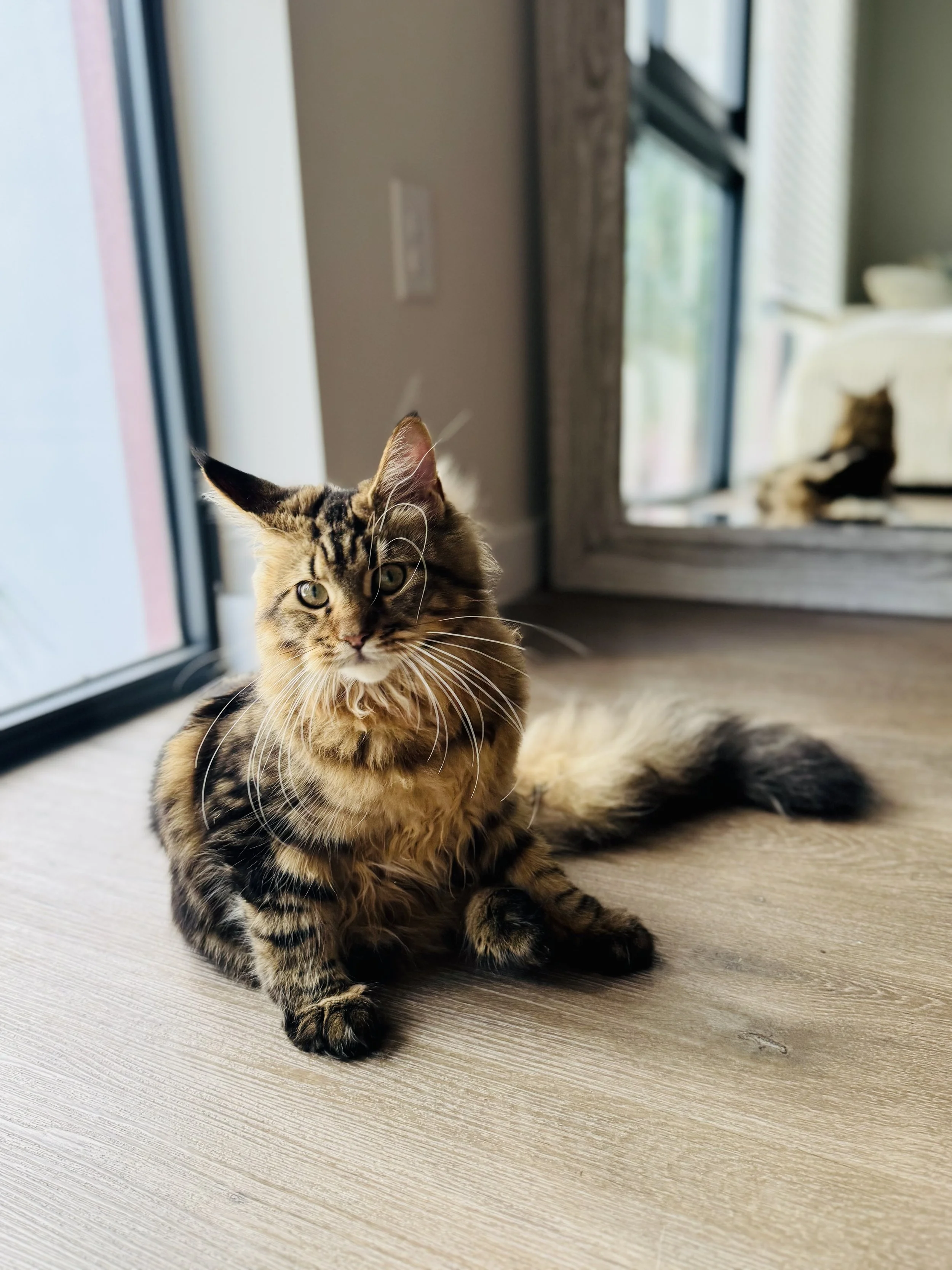 A tabby cat with yellow eyes sitting on a light-colored wooden floor near a glass door, with another cat blurred in the background.
