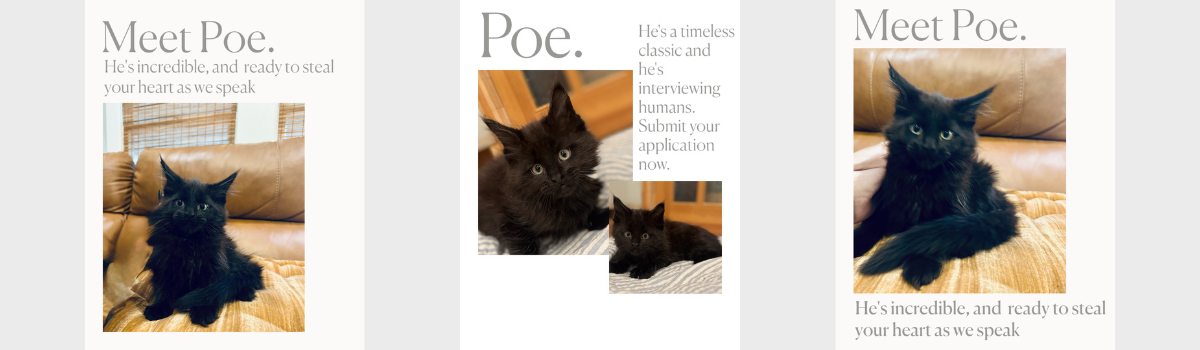 Three slides featuring images of a black cat with green eyes, sitting on a couch. The slides contain text introducing Poe as a charming, interview-ready feline.