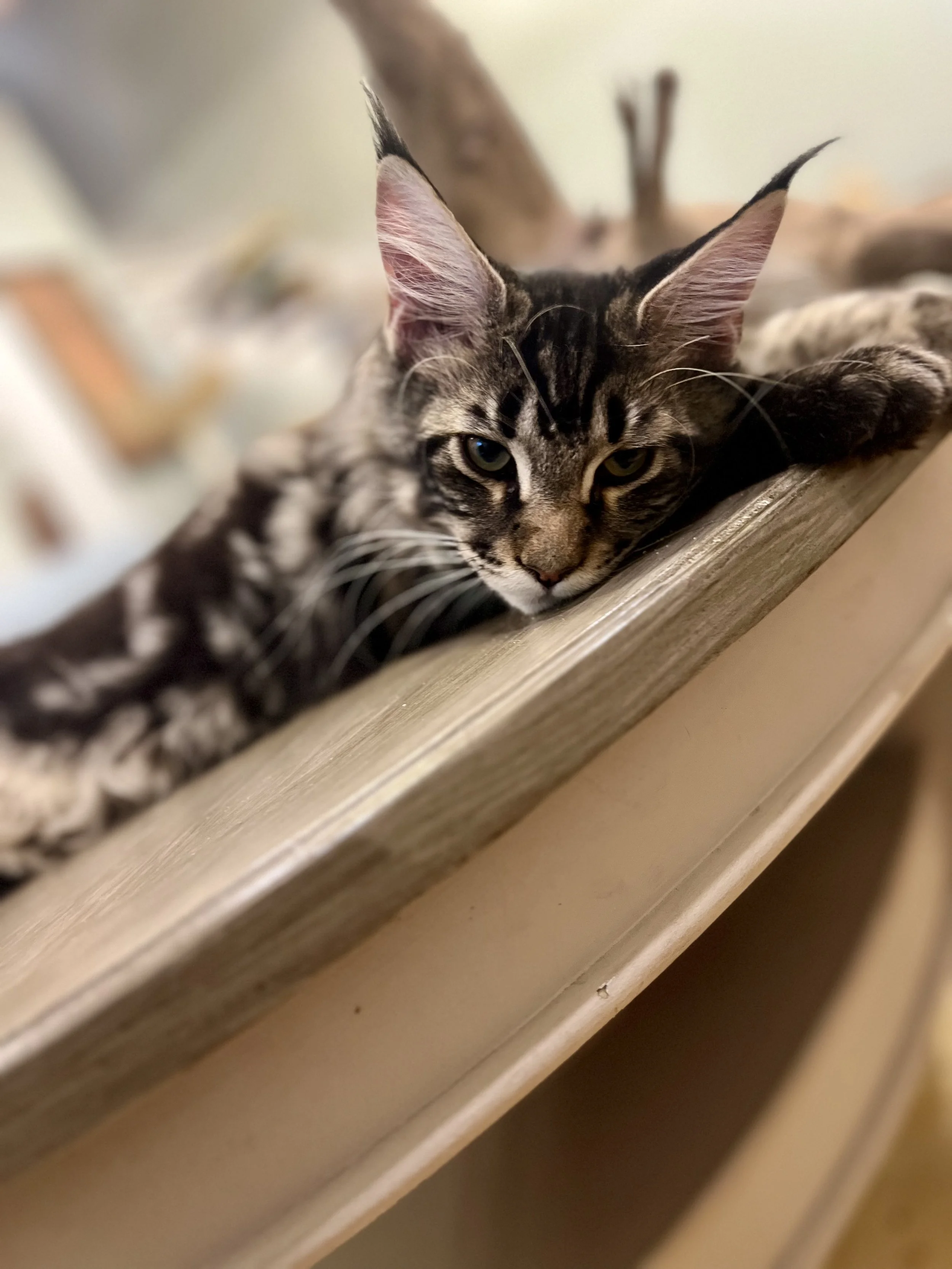A black and gray tabby cat laying on a wooden surface, resting its head and stretching out its front paw, with large ears and green eyes.