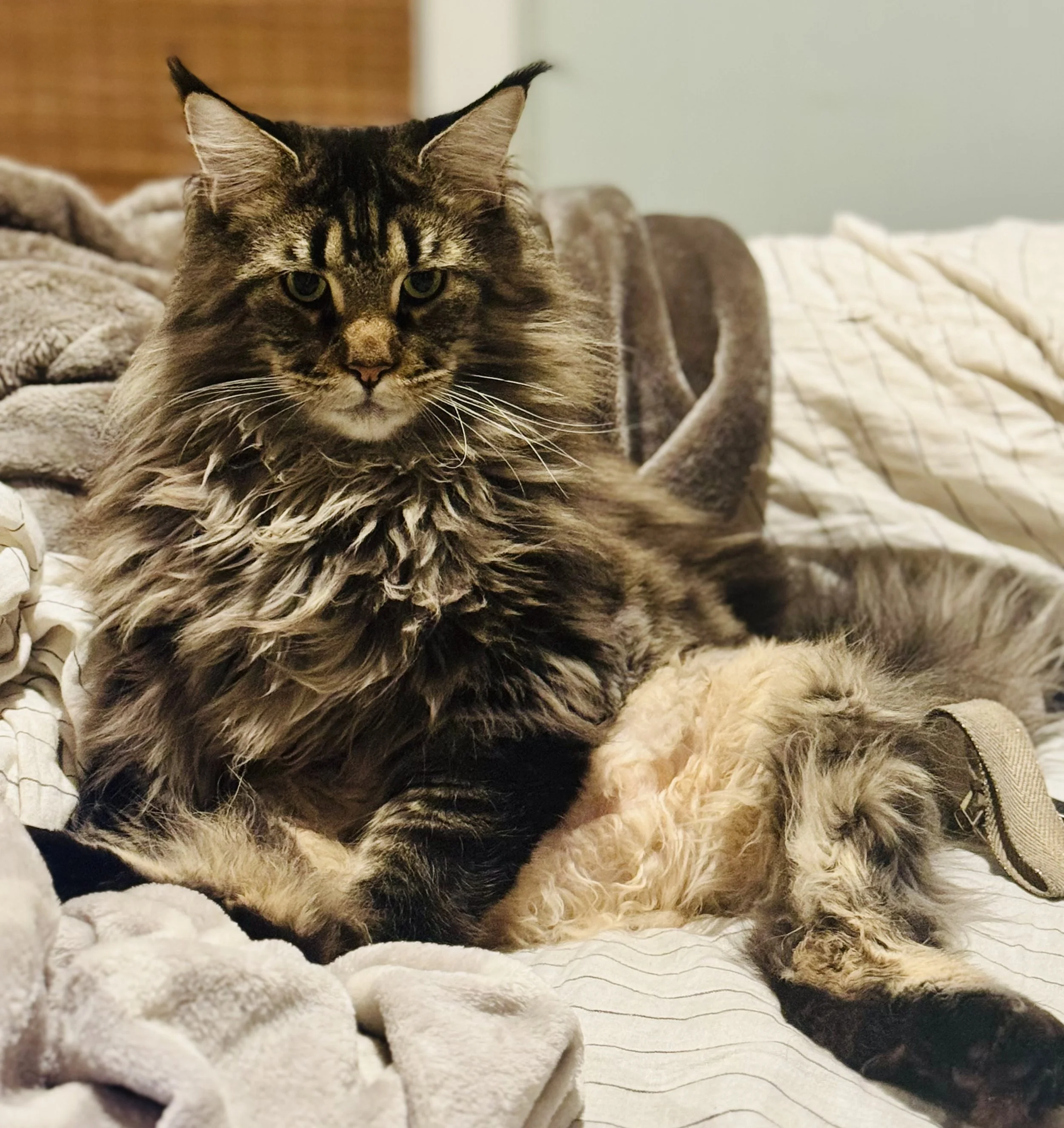 Close-up of a long-haired, tabby cat with green eyes, lying on a beige and cream blanket in a cozy indoor setting.