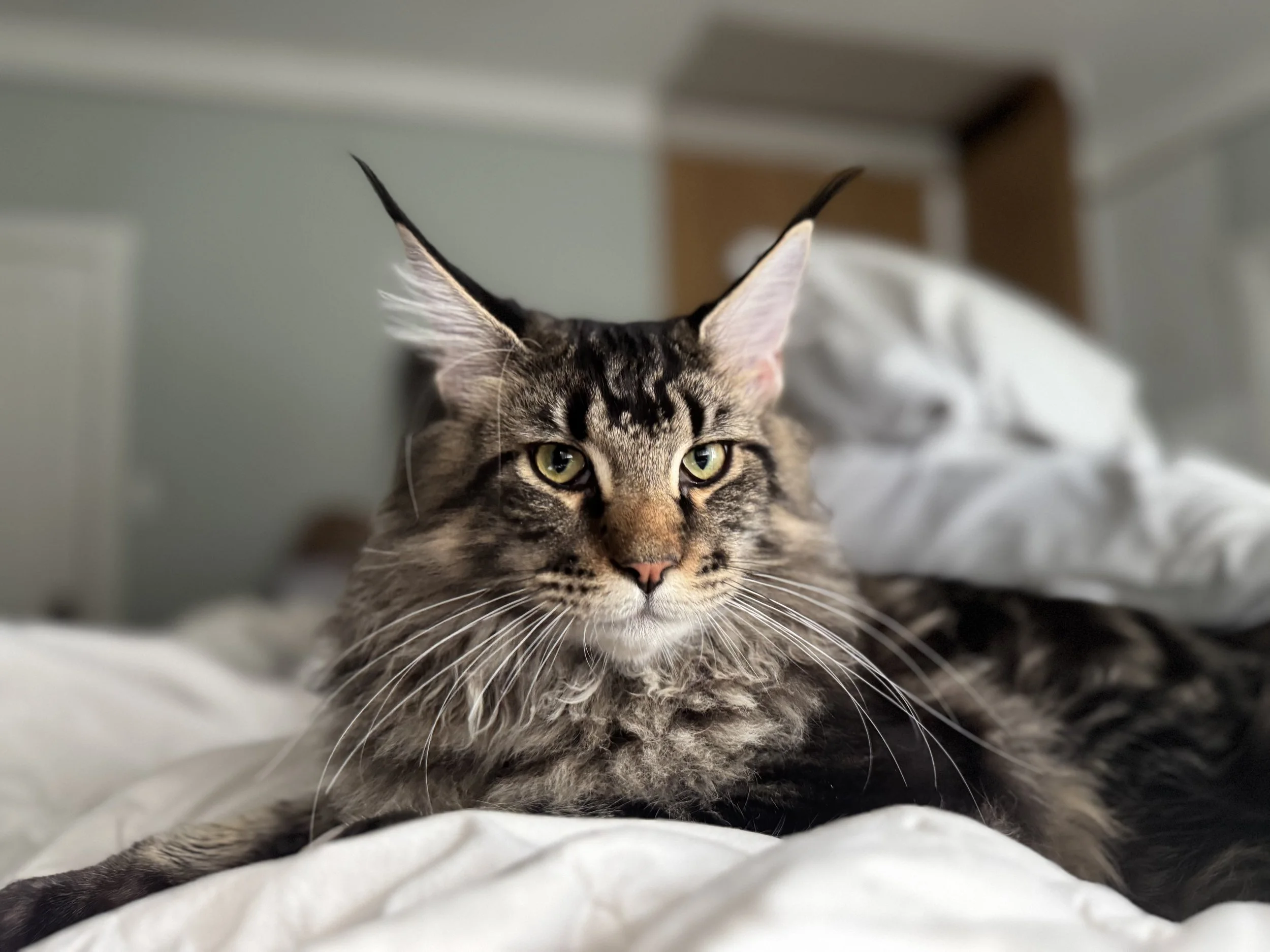 A close-up of a tabby cat with green eyes lying on a soft surface, looking directly at the camera, with its ears pointed upward.