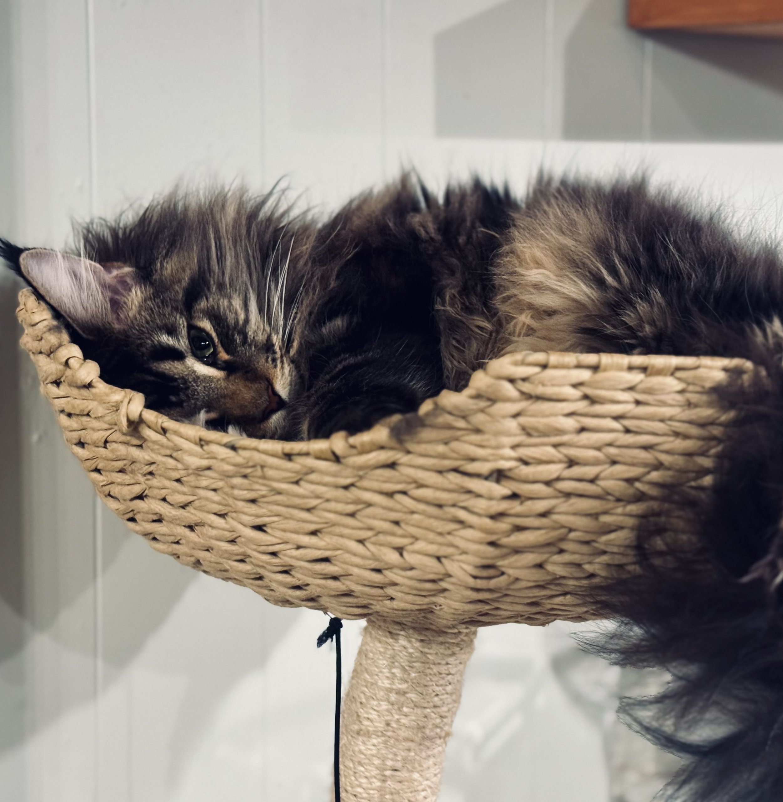 A fluffy gray and brown tabby cat lying in a woven basket on a white shelf.