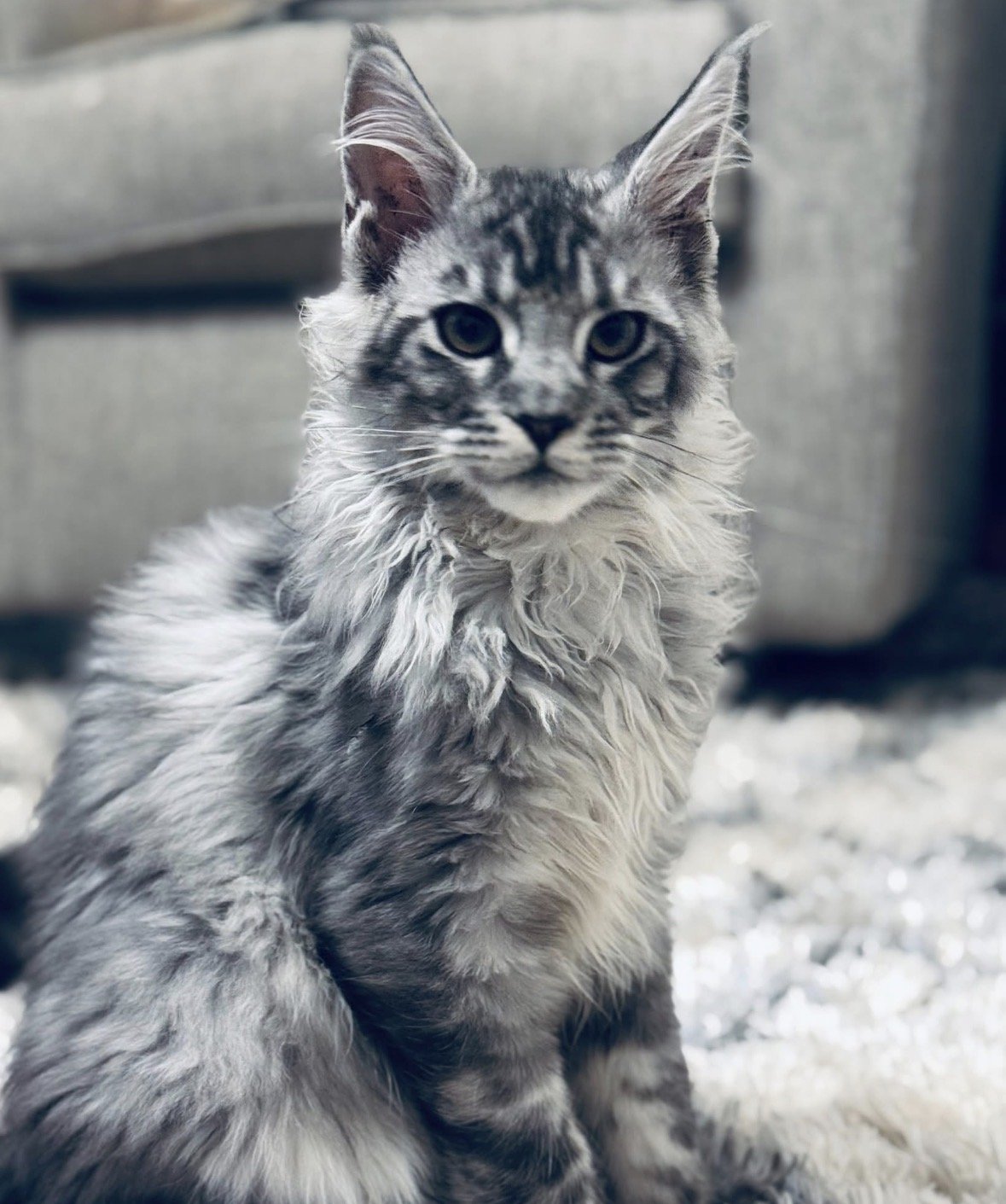 A fluffy gray and white Maine Coon cat sitting on a carpet, looking at the camera.