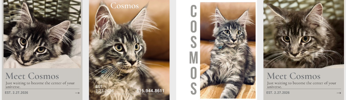 Four images of a tabby cat named Cosmos, showing different poses and expressions, with overlay text describing Cosmos and the date 2.27.2026.