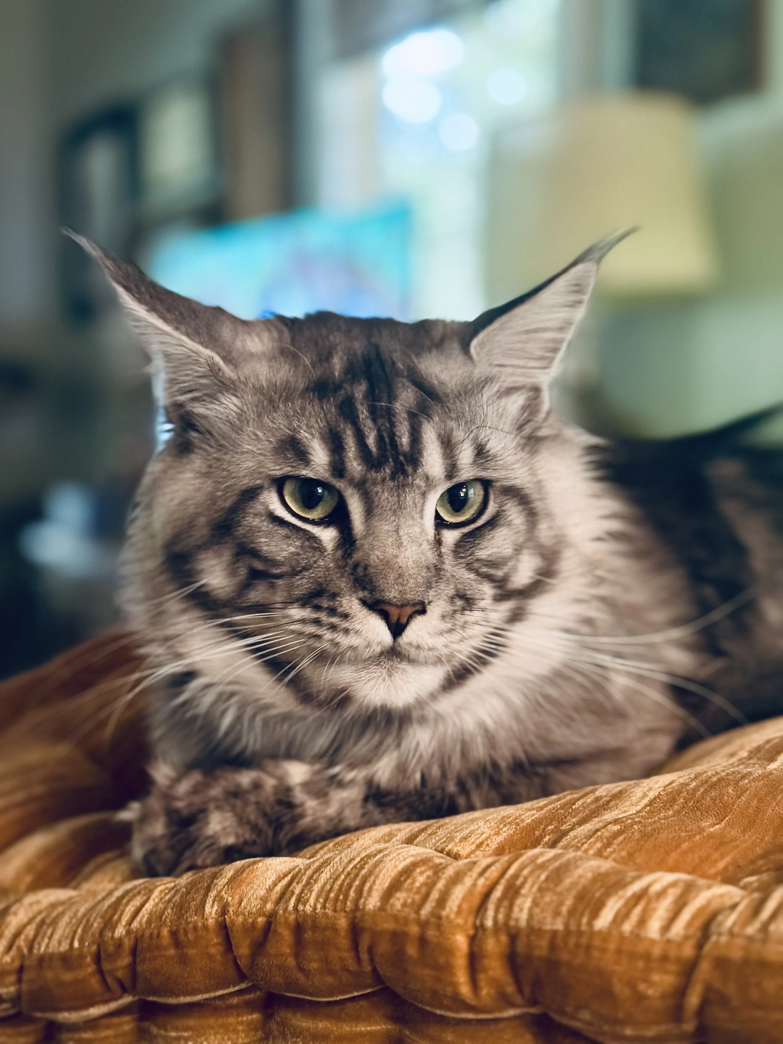 Close-up of a tabby cat with green eyes resting on a woven, brown, textured surface in a softly lit room.