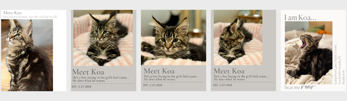 A collage of five images of a tabby kitten named Koa, including close-ups and side views, with captions about Koa's personality and behaviors.