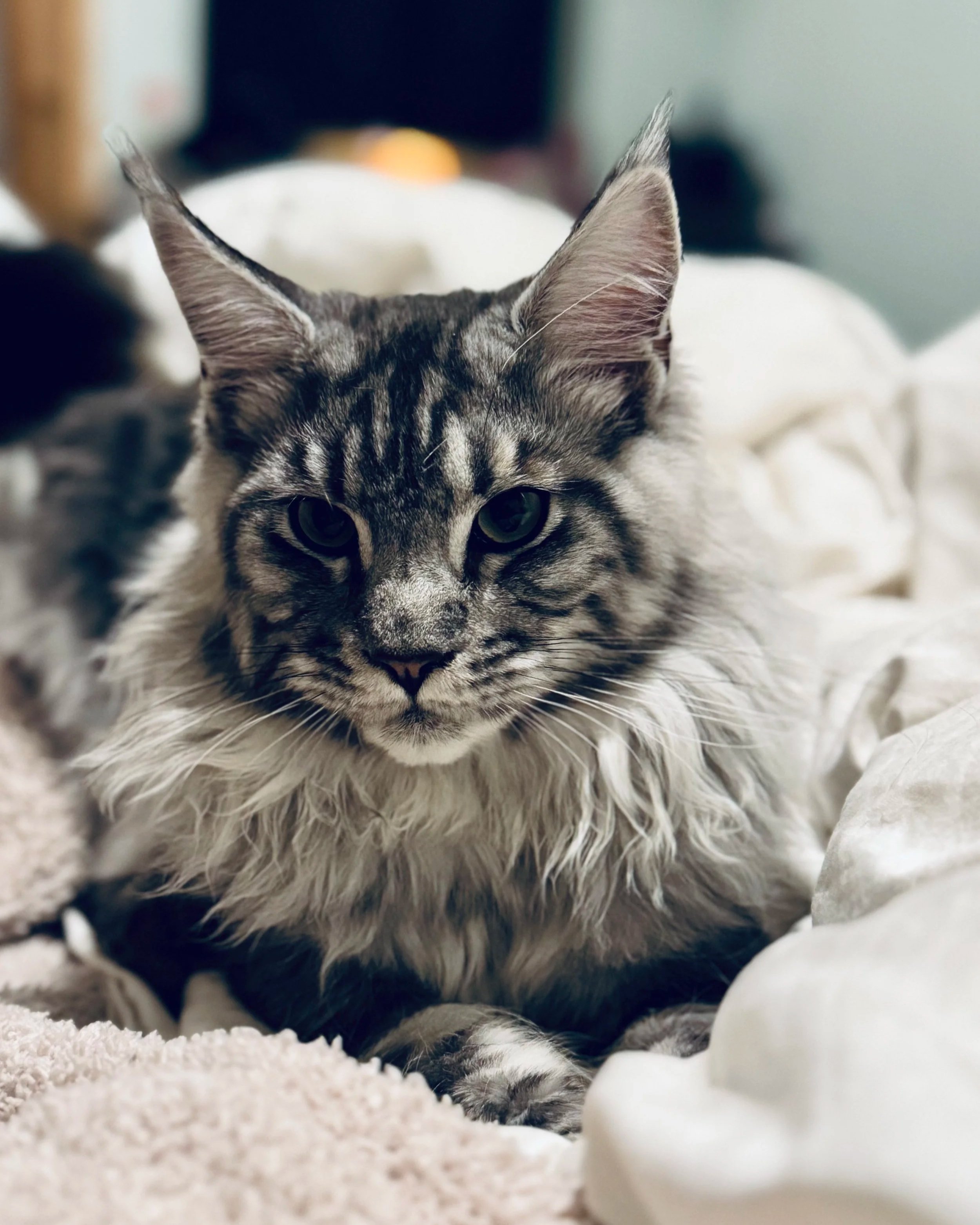 A cat with grey and black striped fur lying on a soft white blanket, with its head resting on a white object, and looking directly at the camera with green eyes.