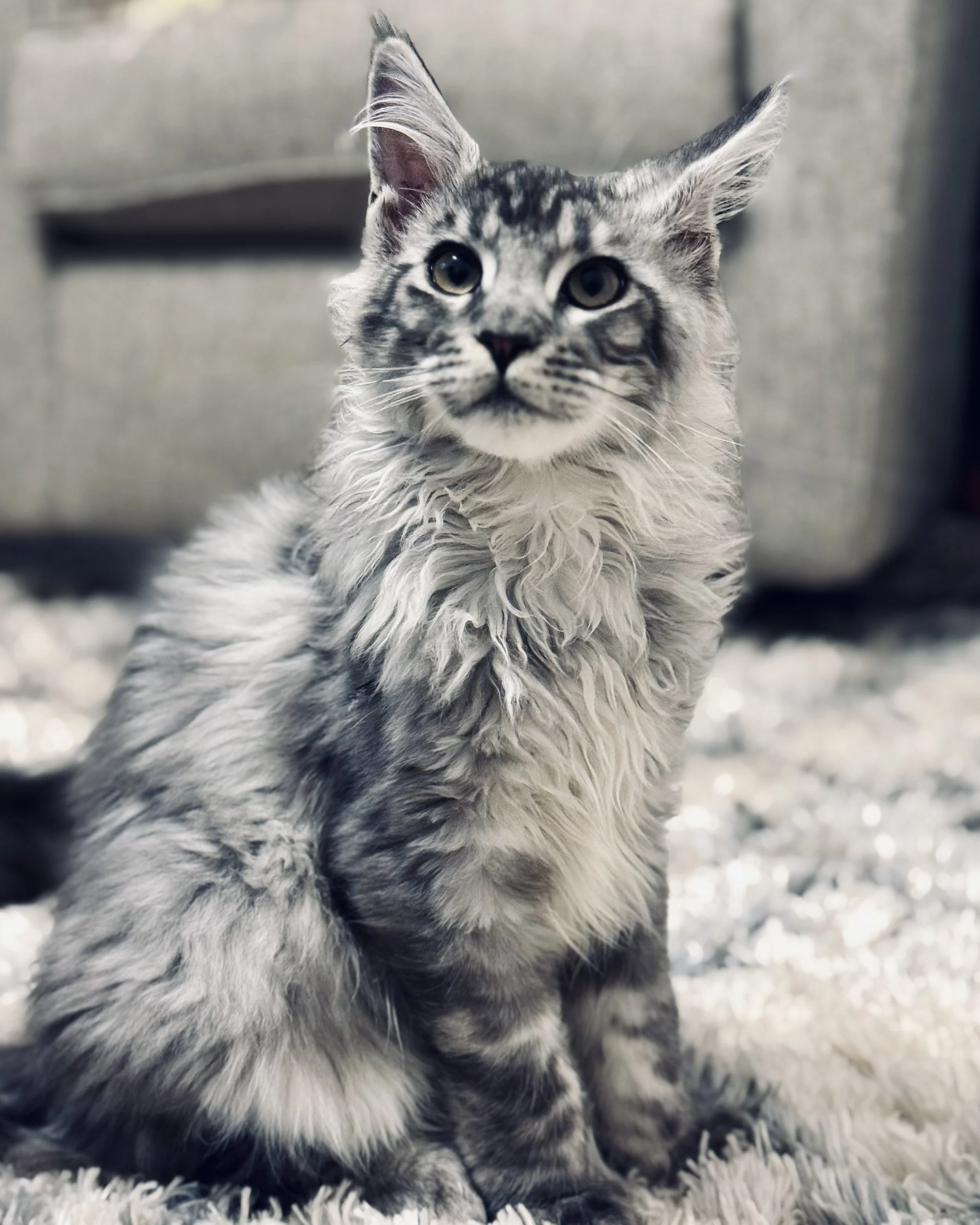 A grey and white striped kitten sitting on a fluffy white rug, looking directly at the camera with large, attentive eyes.