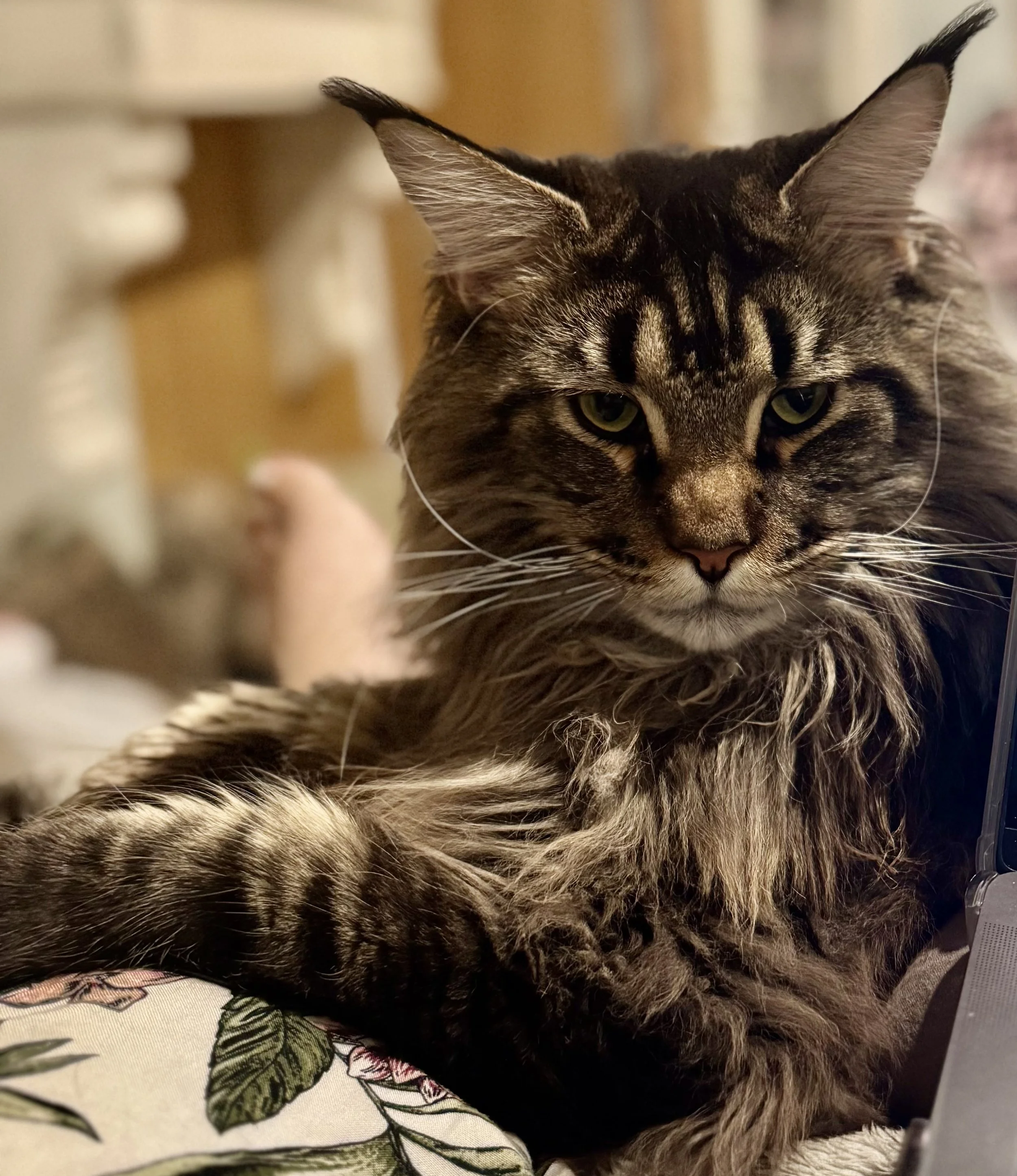 Close-up of a tabby cat lying on a floral-patterned surface with green leaves and pink flowers, staring directly at the camera with yellow-green eyes.