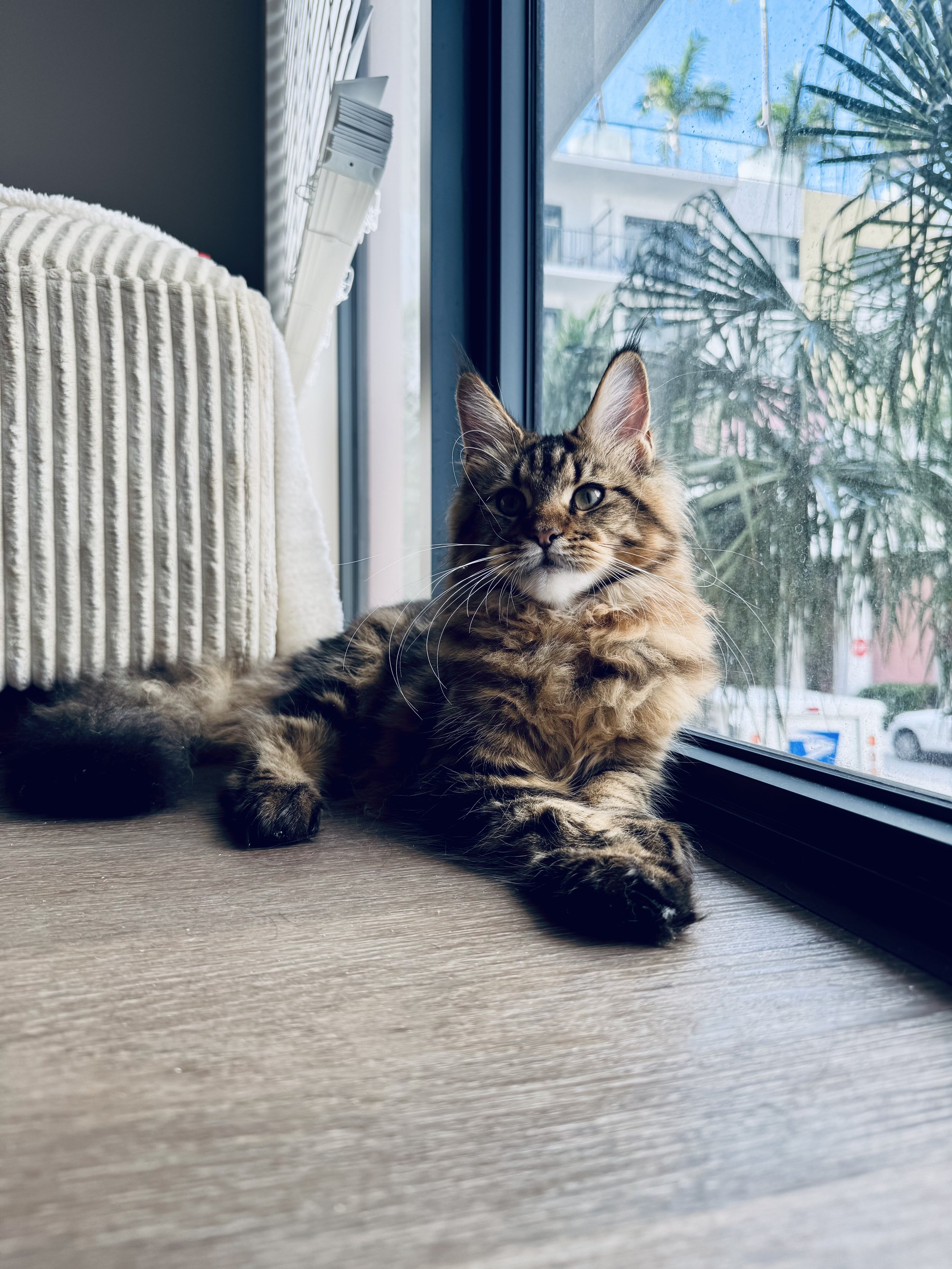 A tabby cat resting on a wooden surface next to a window, with a view of palm trees and a building outside.