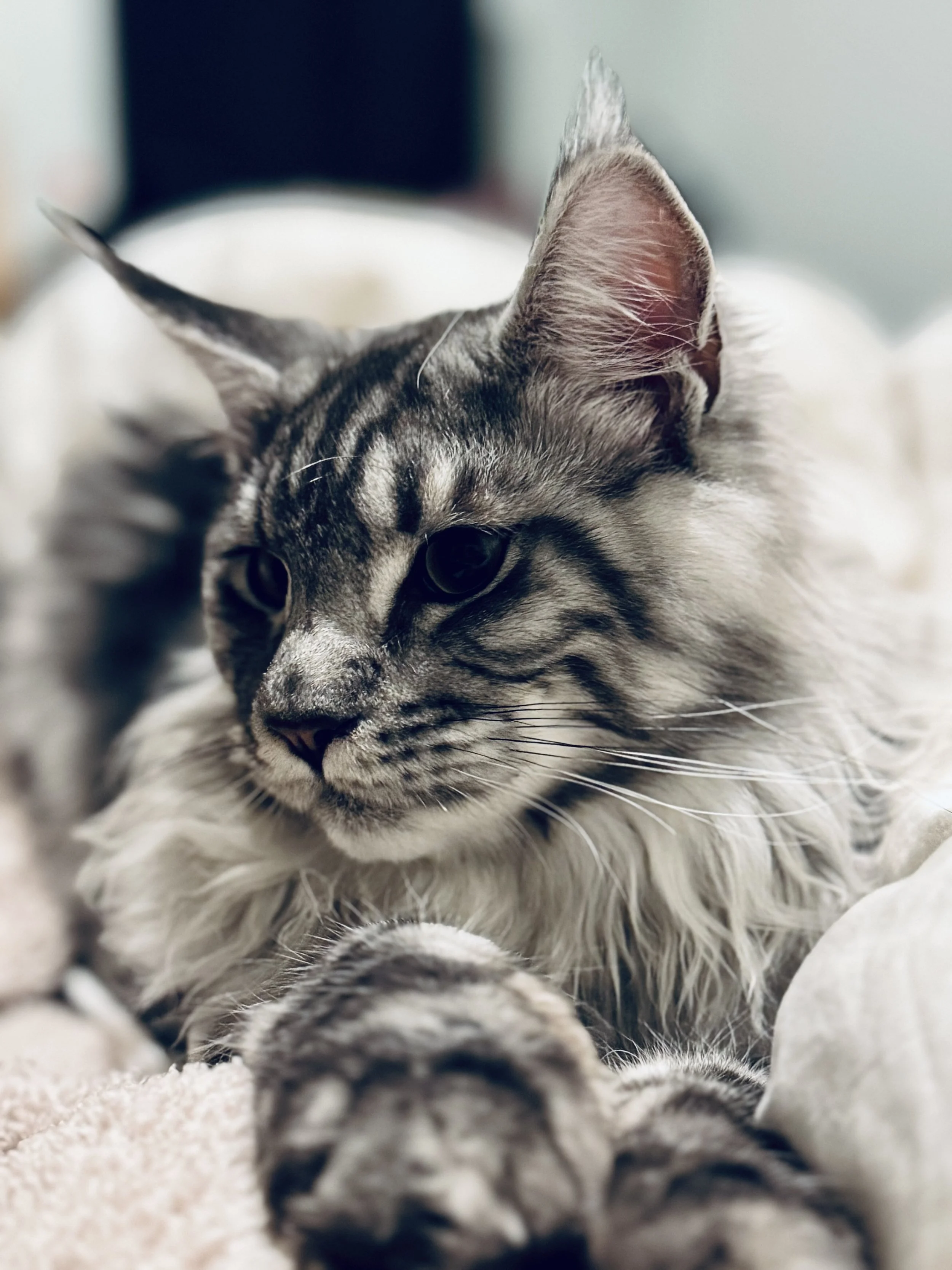 Close-up of a gray tabby cat with stripes, lying on a soft surface, with one eye open and ears alert.