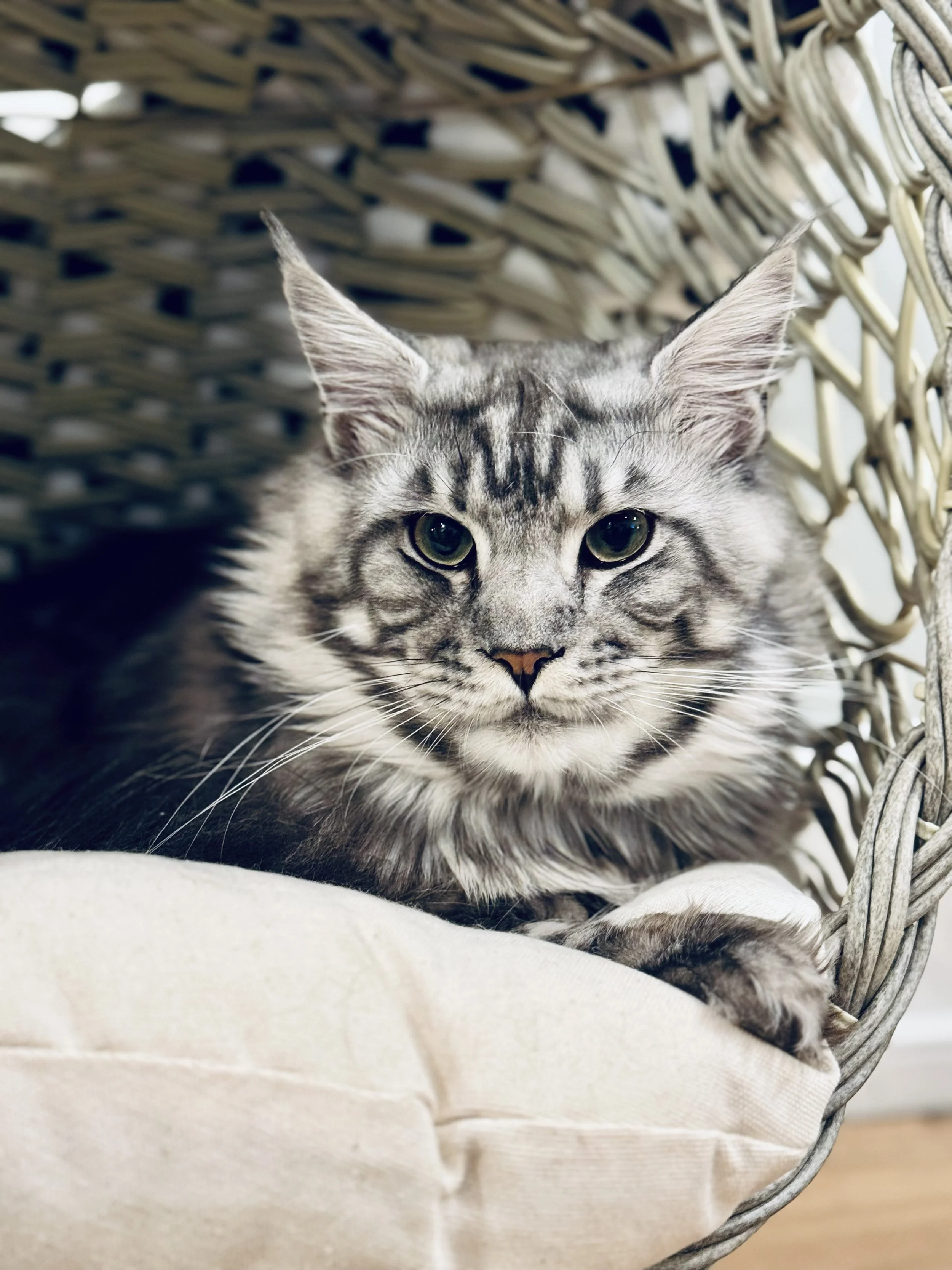 A gray and white tabby cat lying down inside a woven wicker basket with a soft cushion.