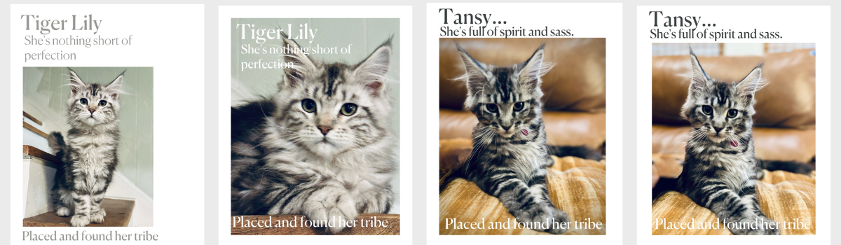 Four images of cats with text overlays about tiger lilies and Tansy, describing their personalities and origins.