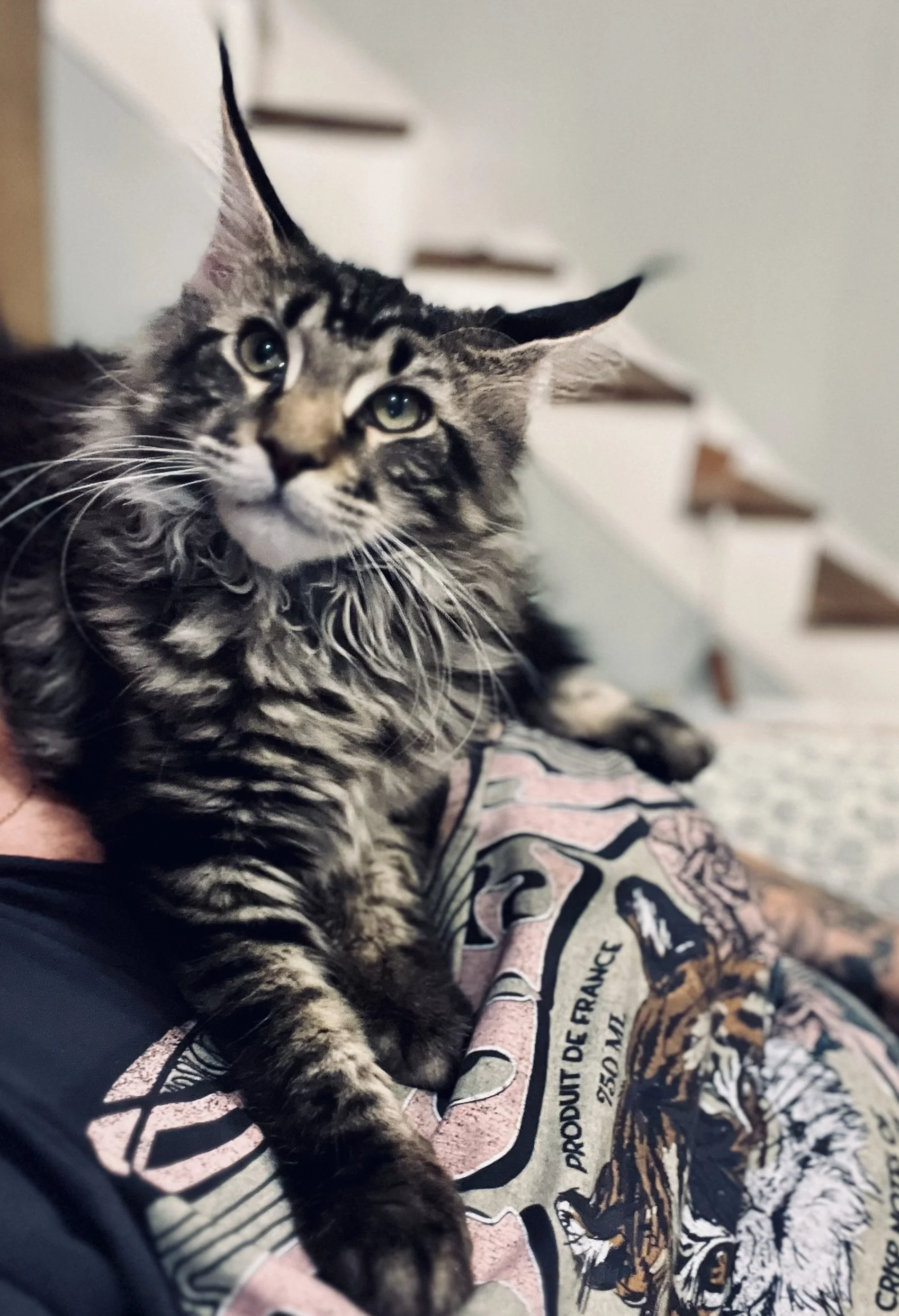 Close-up of a tabby kitten with green eyes resting on a person's lap, with a patterned t-shirt and a staircase in the background.