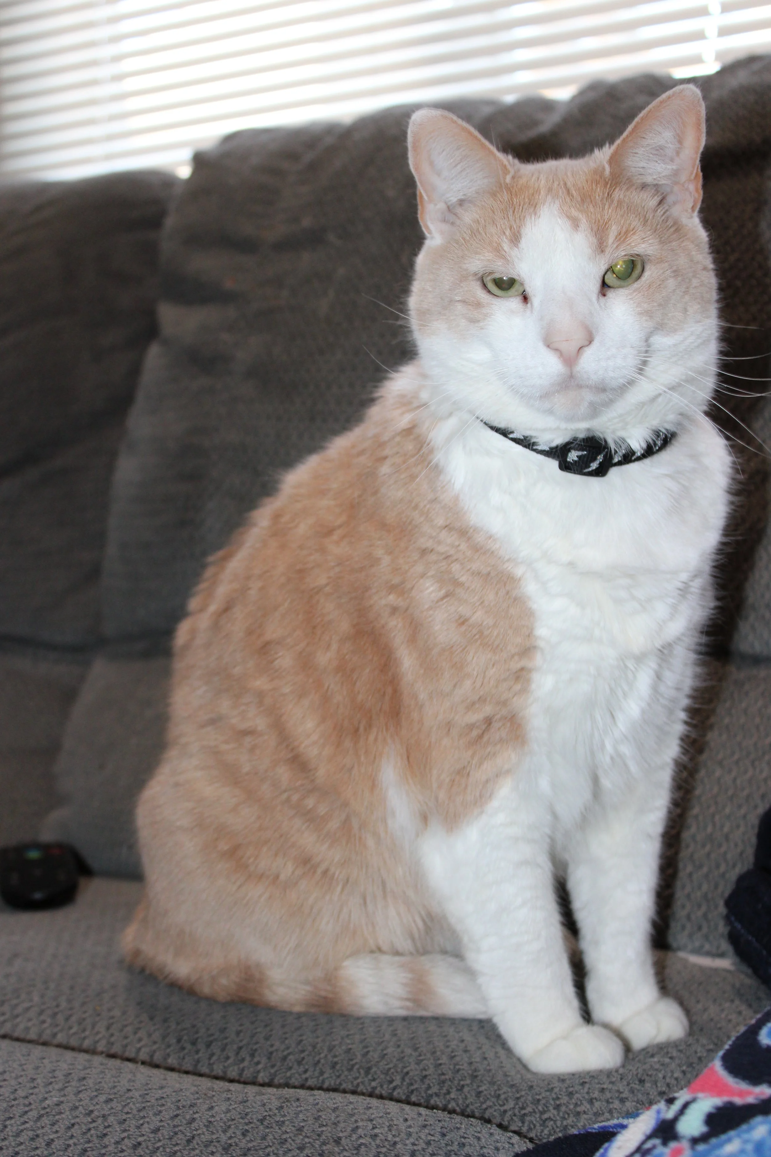 A tan and white cat with green eyes sitting on a gray couch near window blinds.