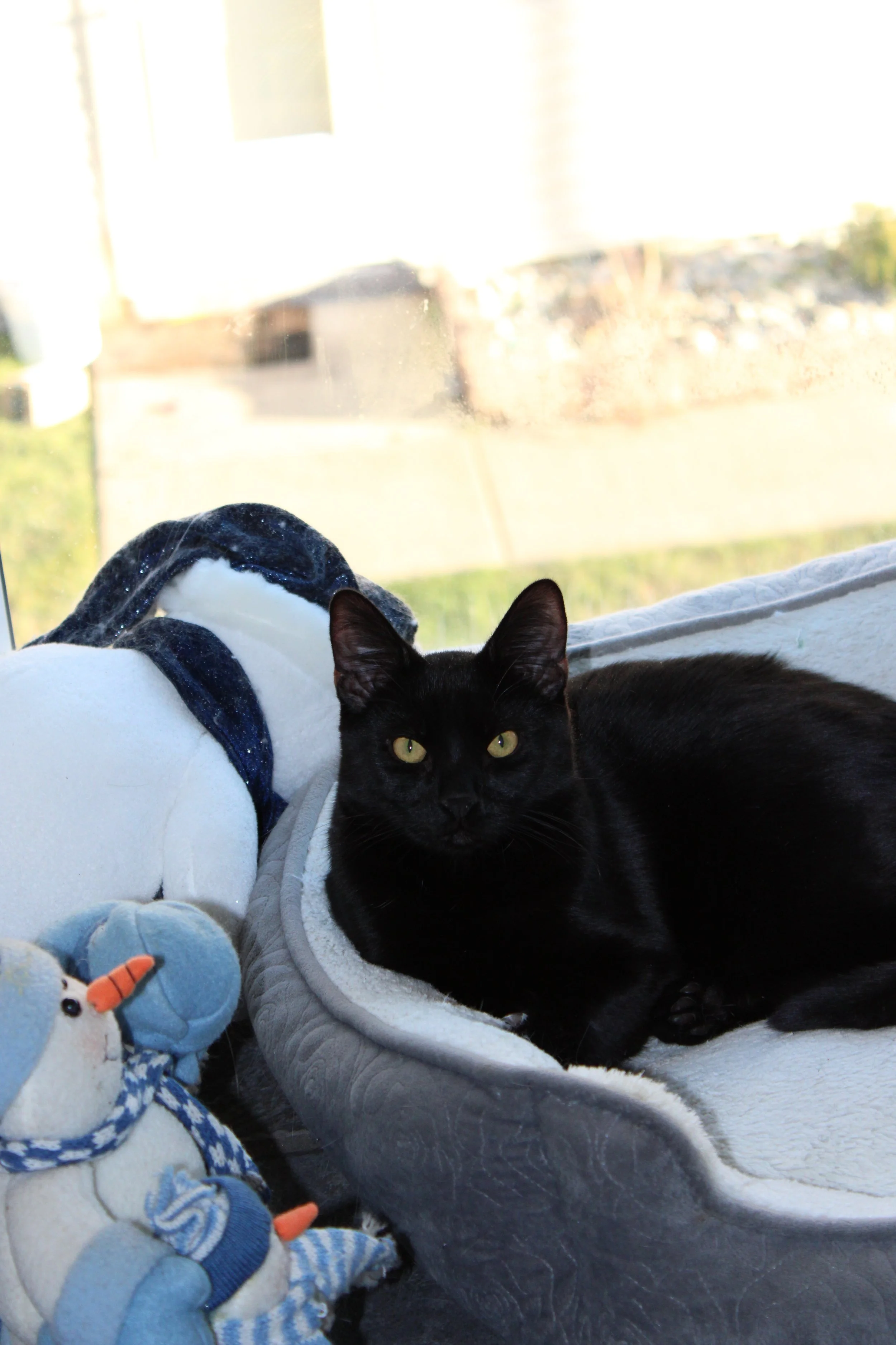 Black cat lying on a white and gray pet bed by a window with a view of the outdoors.