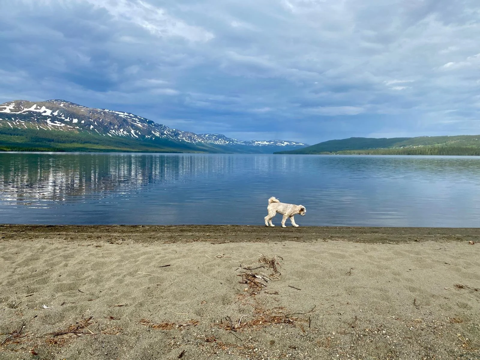 A small white dog walking on a sandy beach by a calm lake with snow-capped mountains and green hills in the background under a cloudy sky.