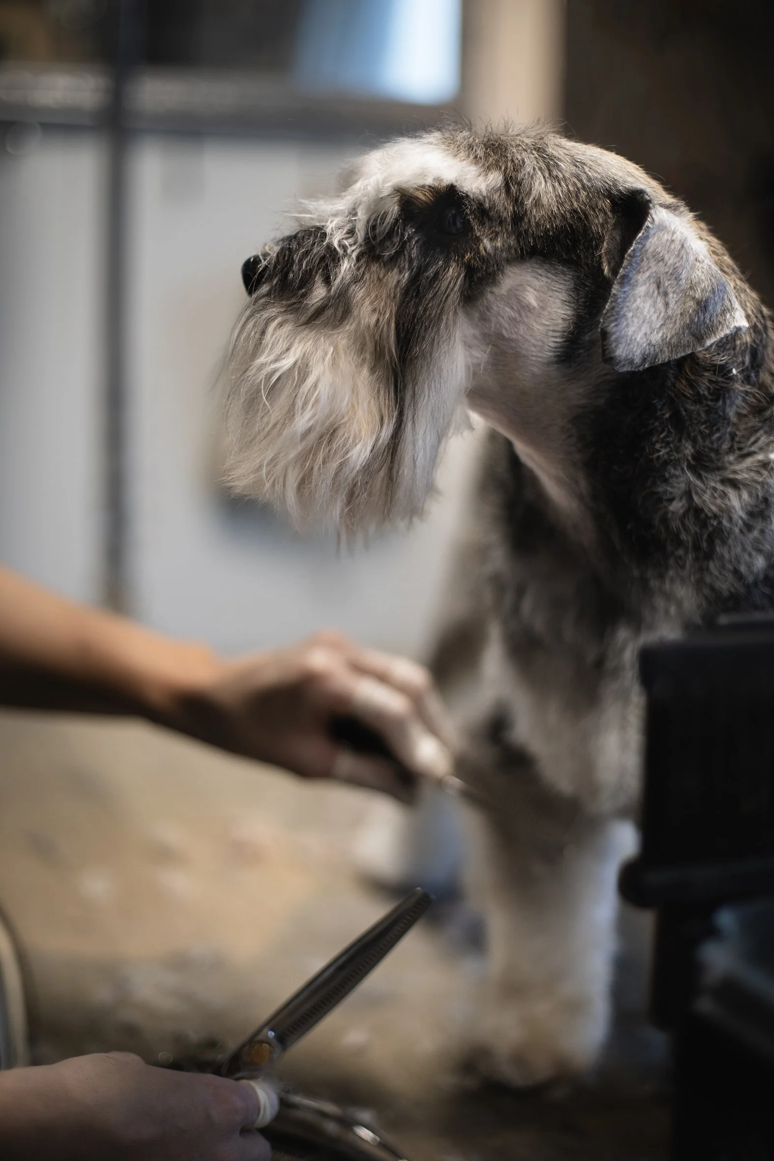 Hundklippning i Åre hos BeautyFur