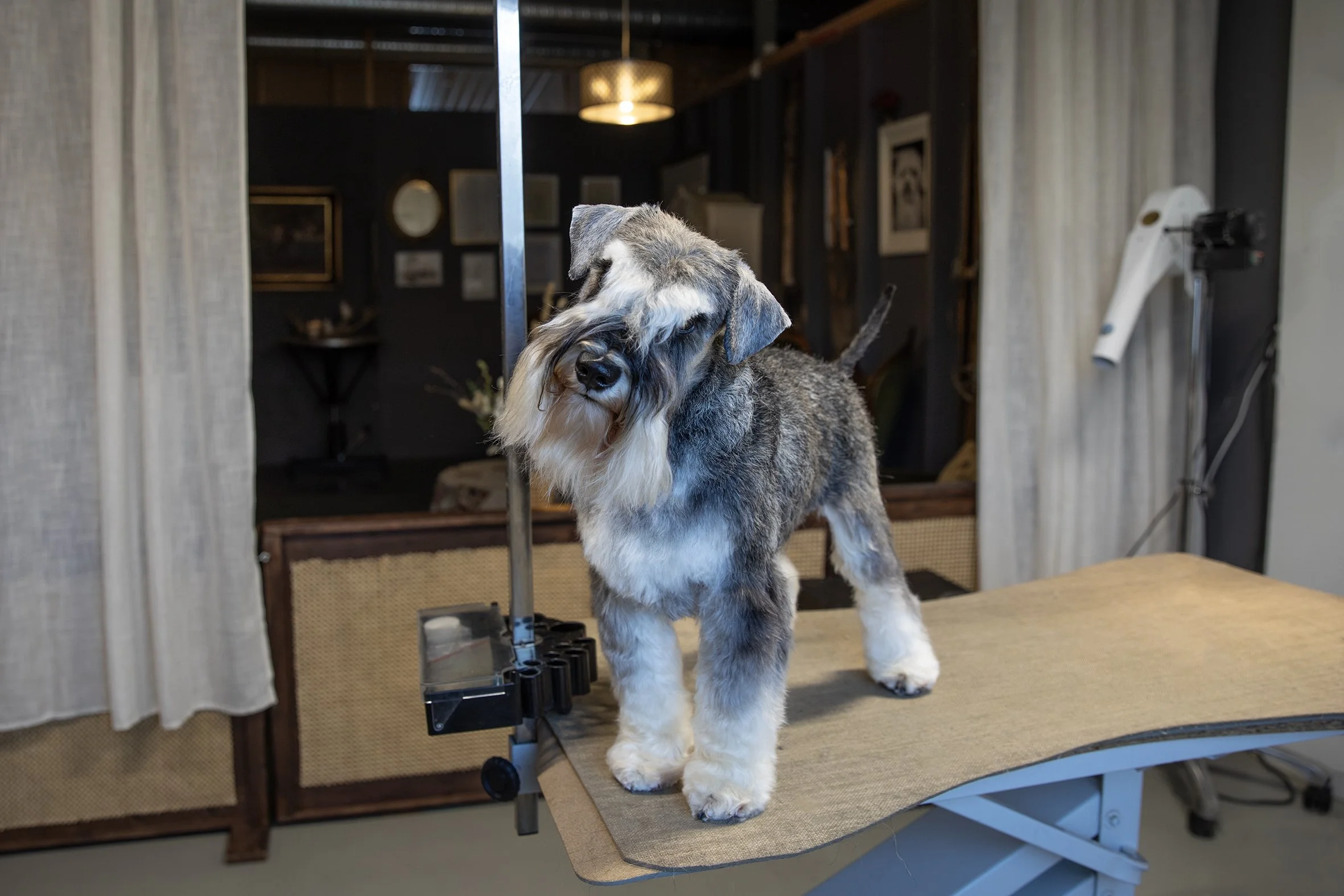 A Schnauzer dog standing on the grooming table at a pet grooming salon.