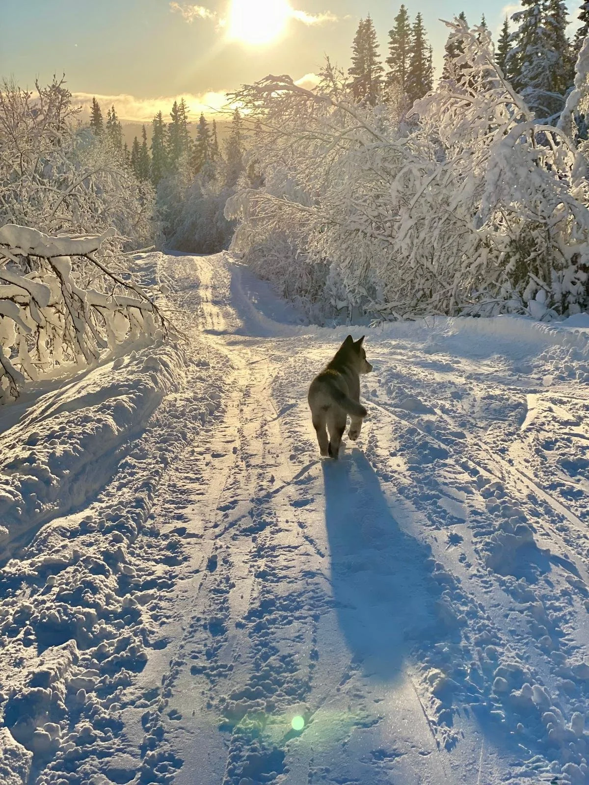A snow-covered trail with trees on both sides, sunlight shining through the sky, and a dog running away on the trail, casting a long shadow in the snow.