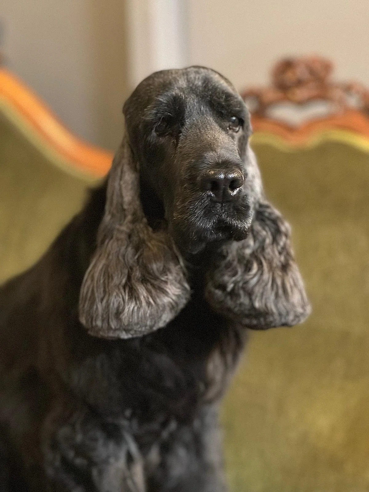 A young black and gray Cocker Spaniel puppy with long floppy ears sitting on a green couch.
