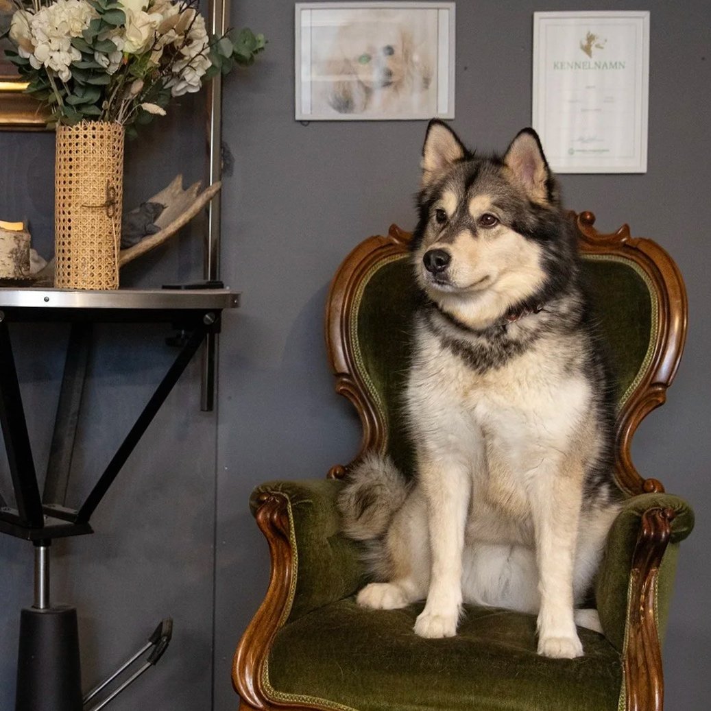 A Husky dog sitting on an antique green velvet armchair in a room with gray walls, framed pictures, and a desk with a flower arrangement and decorative items.