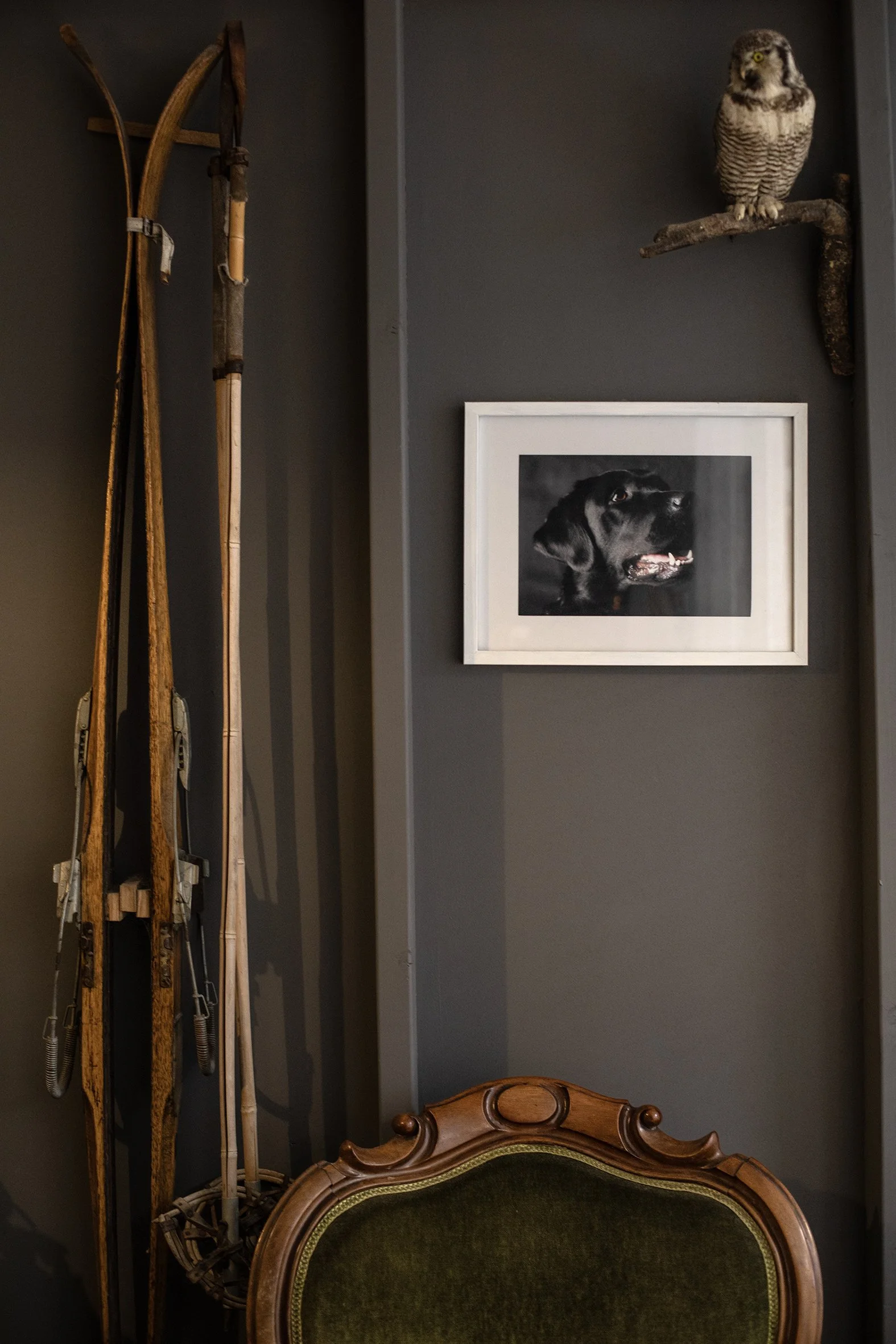A corner of a room with vintage snowshoes leaning against a dark gray wall, a framed photograph of a black Labrador retriever, an owl perched on a branch, and part of an antique green velvet chair.