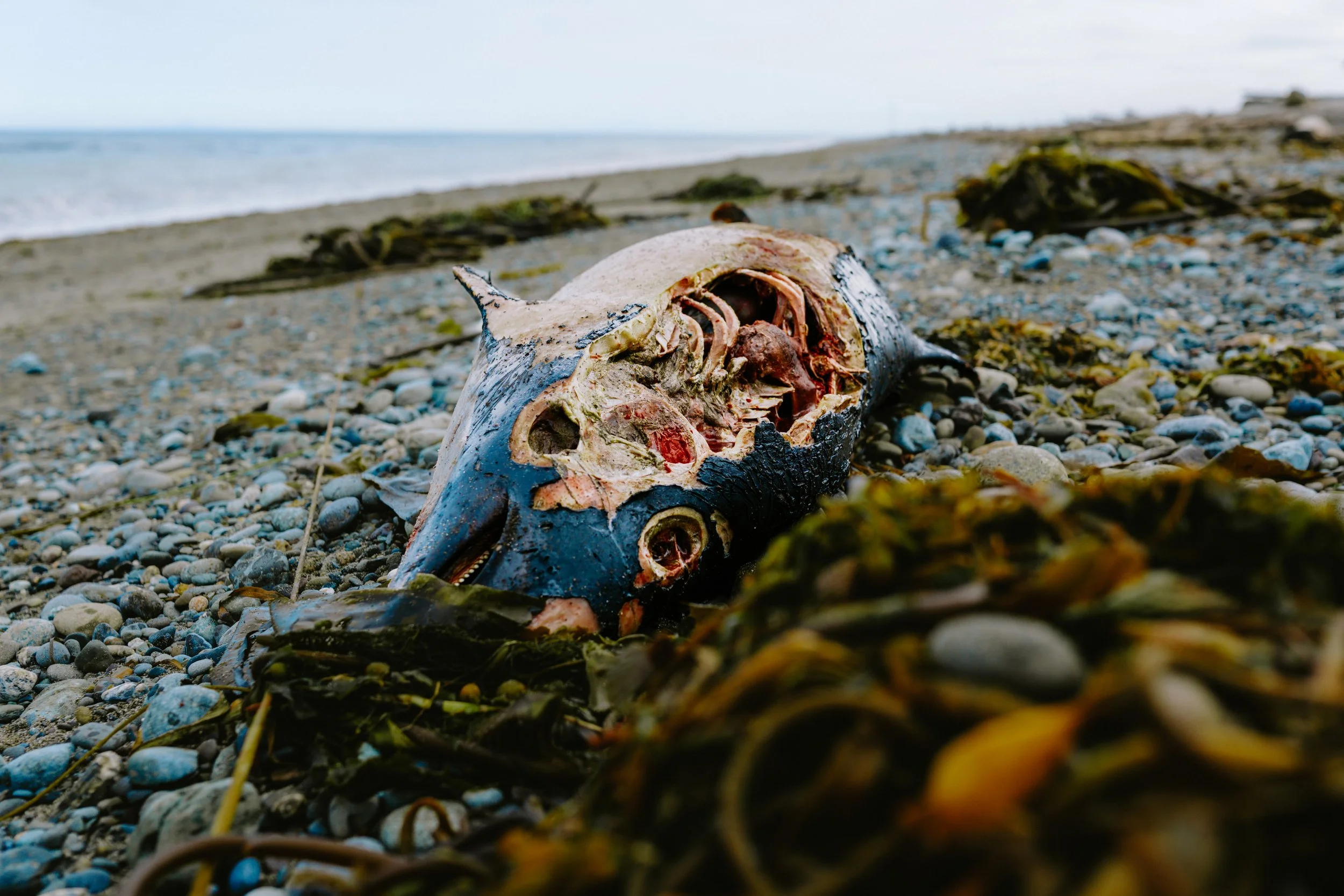 Carcass