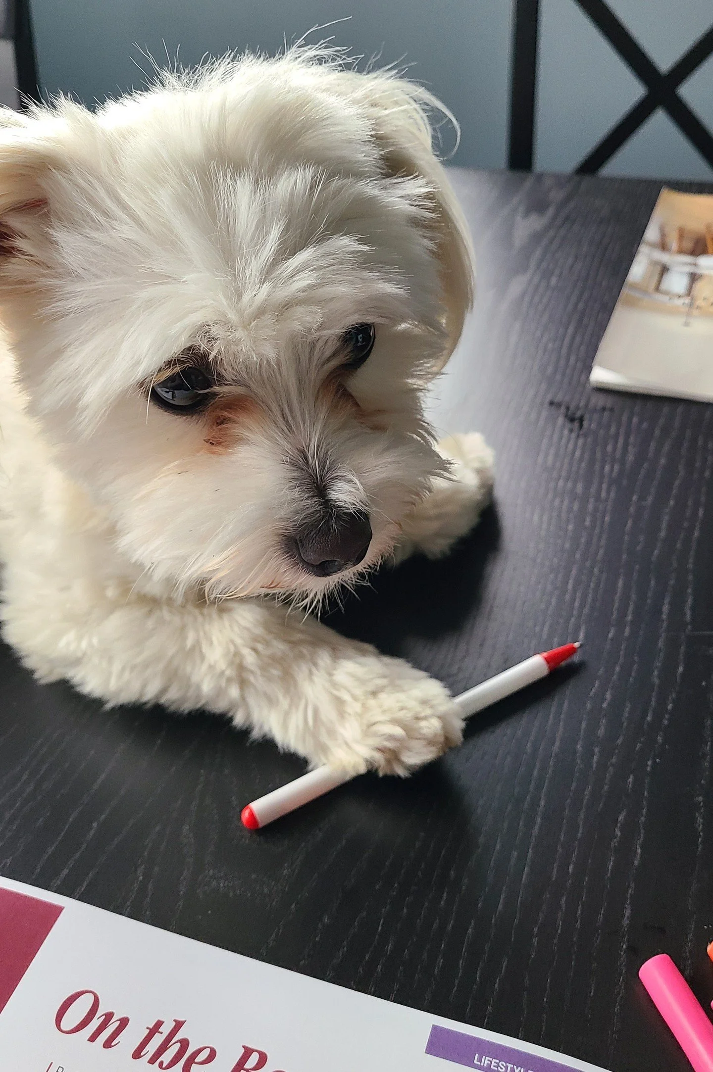 Our "Barketing" Manager, Carl, is helping us edit the Summer 2026 Edition!

#StyleManitoba #Winnipeg #Dogs #Marketing #Magazine
