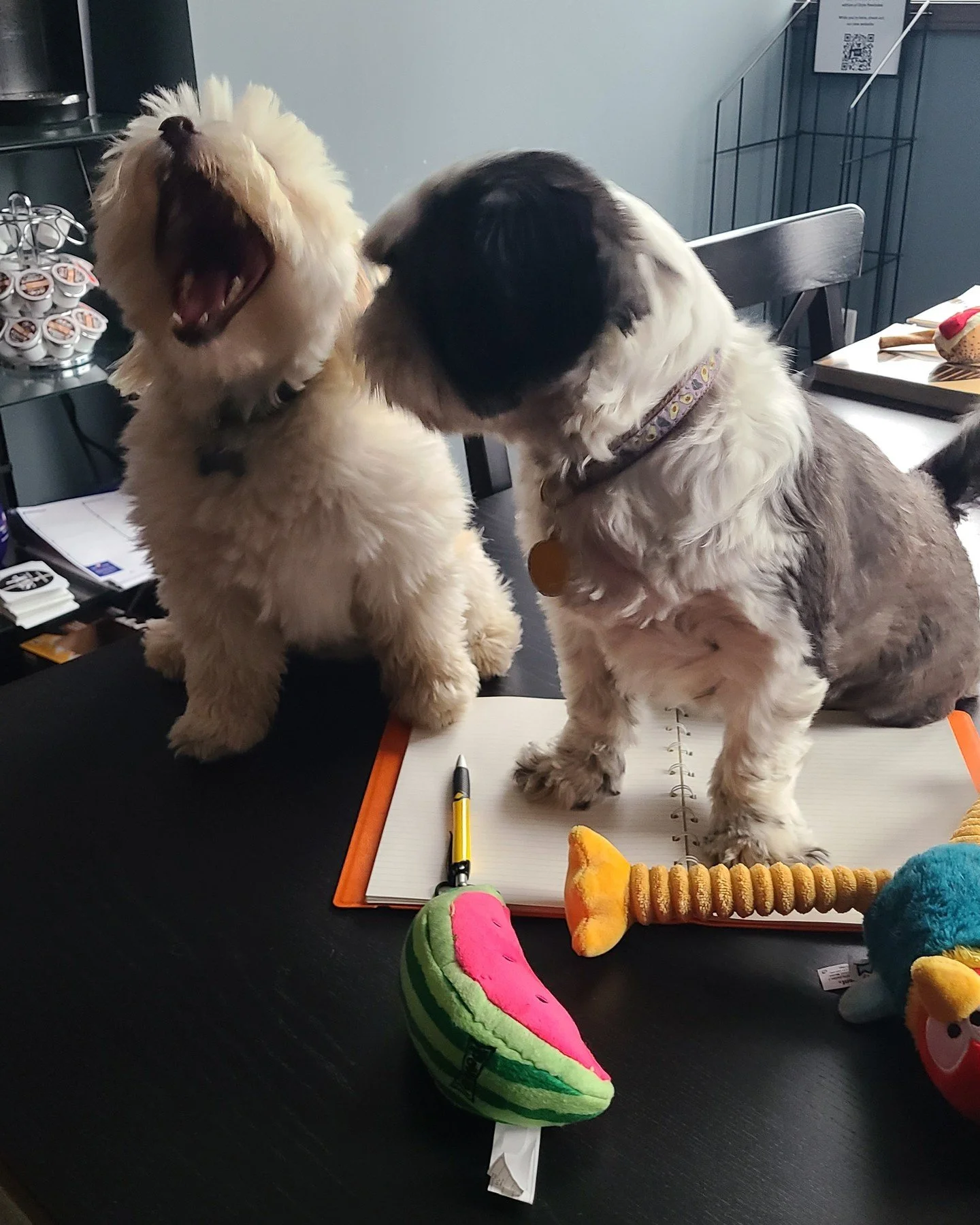 After a long day of editing, our Barketing Managers are ready for a nap!

#StyleManitoba #Marketing #Winnipeg #Dogs #Magazine