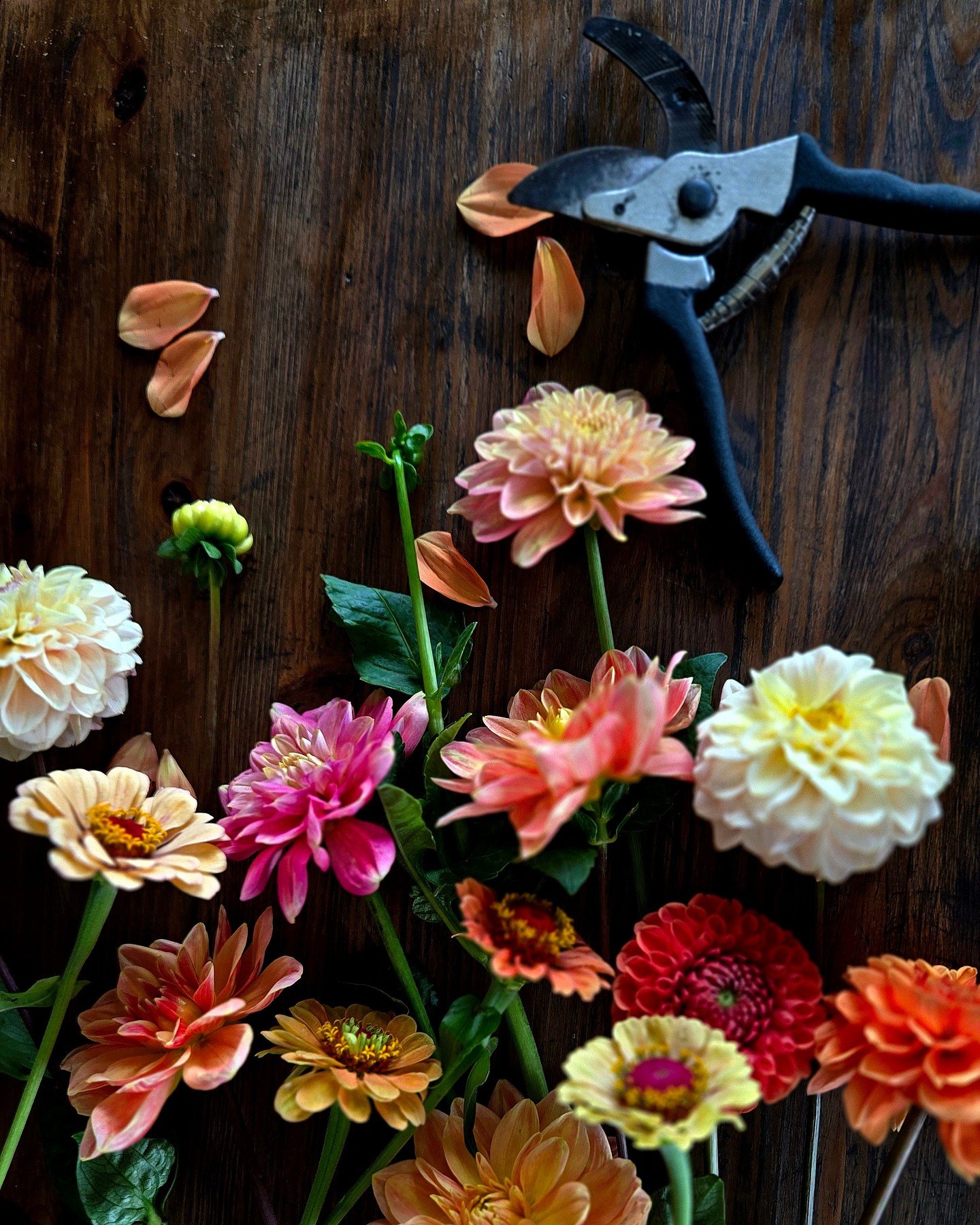 "At Oak &amp; Lily, we embrace autumn by celebrating Manitoba&rsquo;s flowers. Dahlias spill generously into buckets, zinnias bring colour, cosmos dance delicately among the grasses, celosia and lisianthus add their own layers of texture and war
