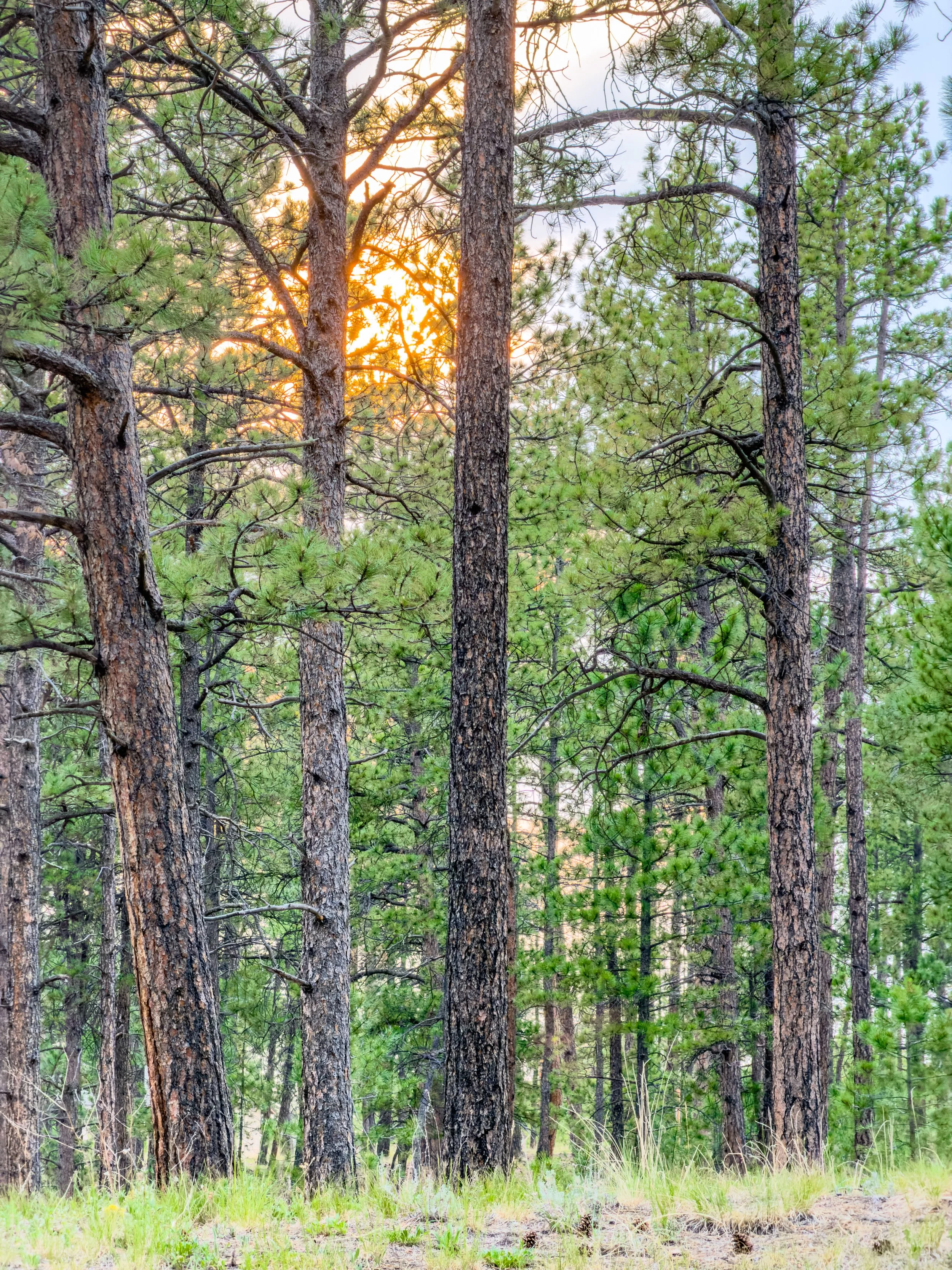 Sunset at La Foret July 4, 2026
