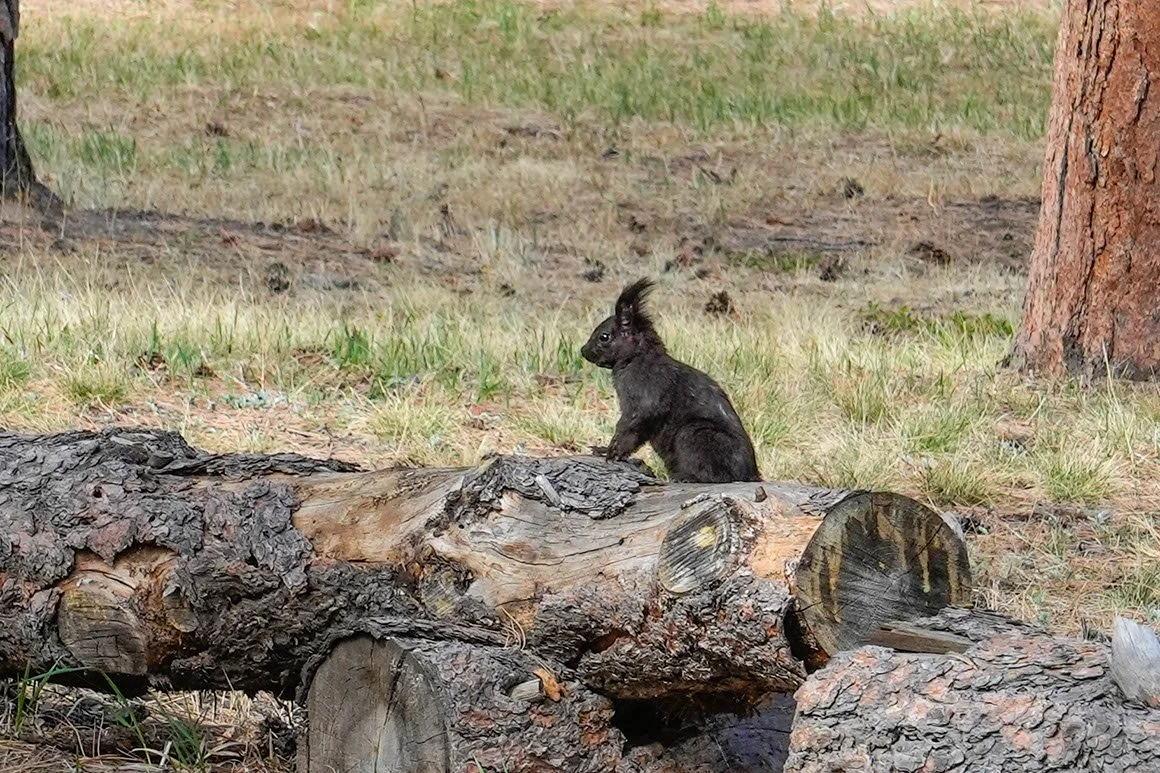 Albert's Squirrel at La Foret