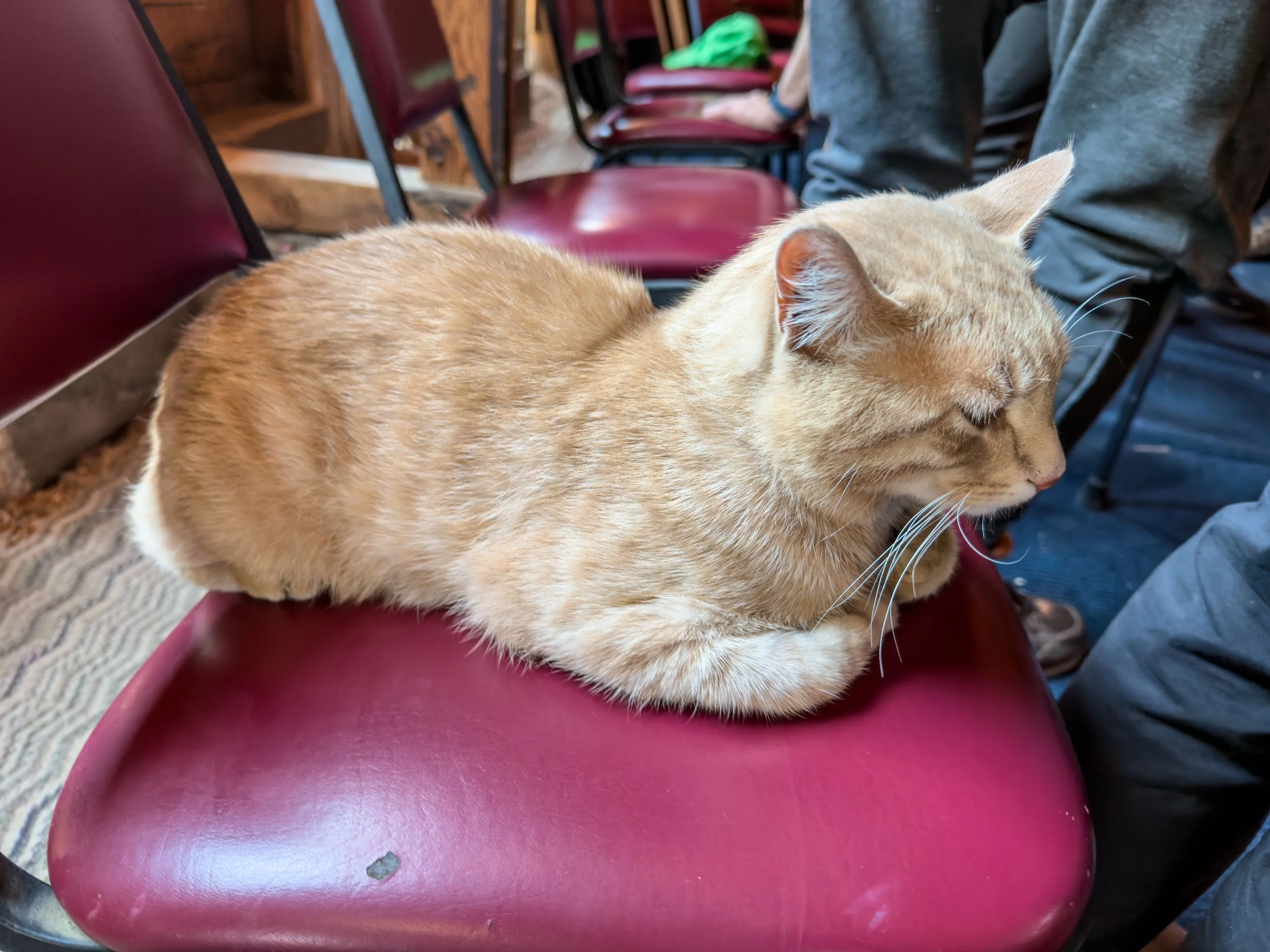 Larry the Cat July 5, 2025
