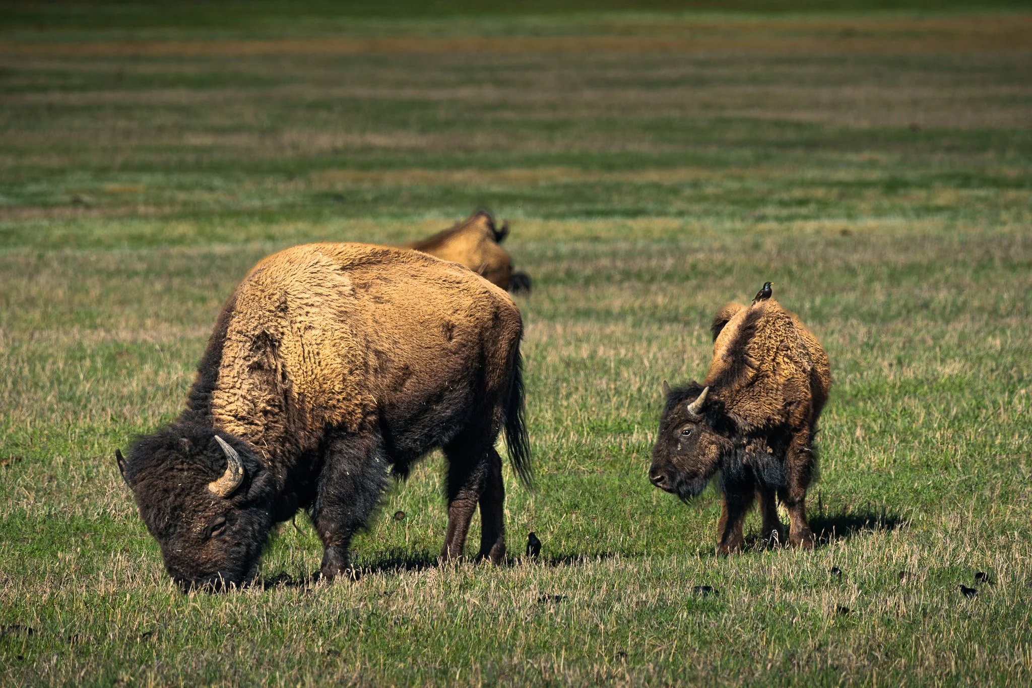 Grand Teton National Park, Wyoming