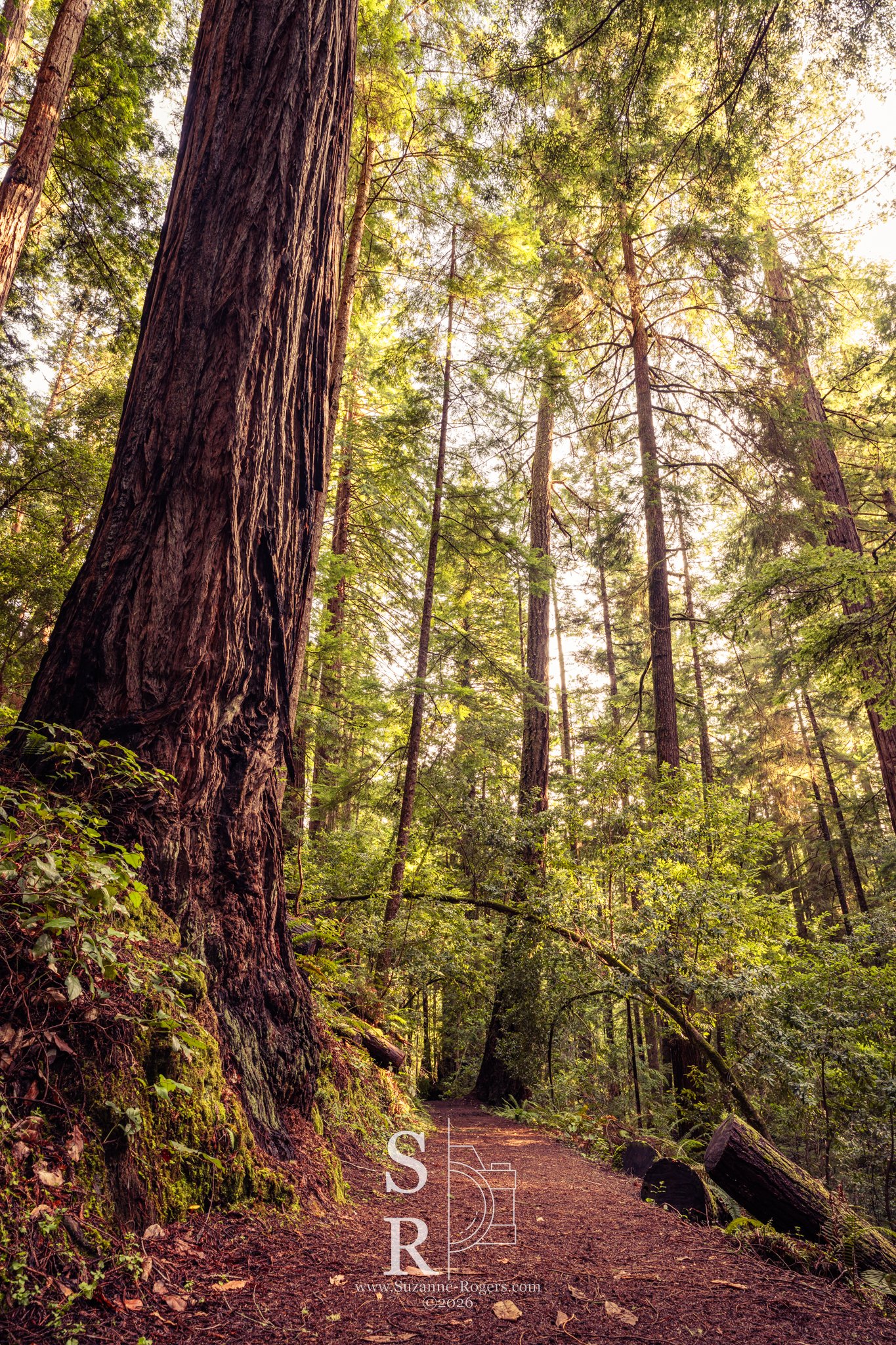 Russian Gulch State Park, California